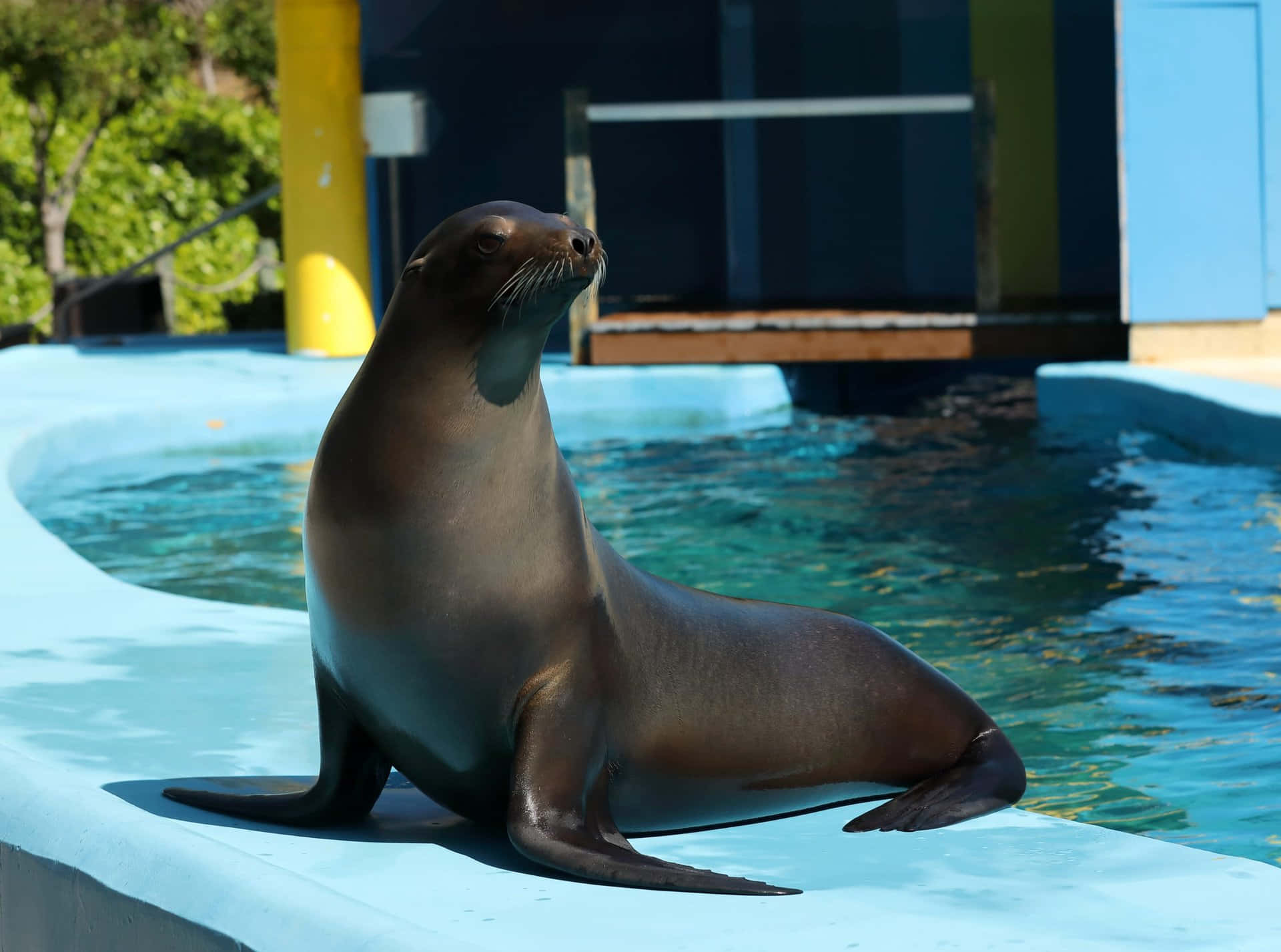 sea lion, bright blue pool, sunny skies, Full HD Desktop Wallpaper
