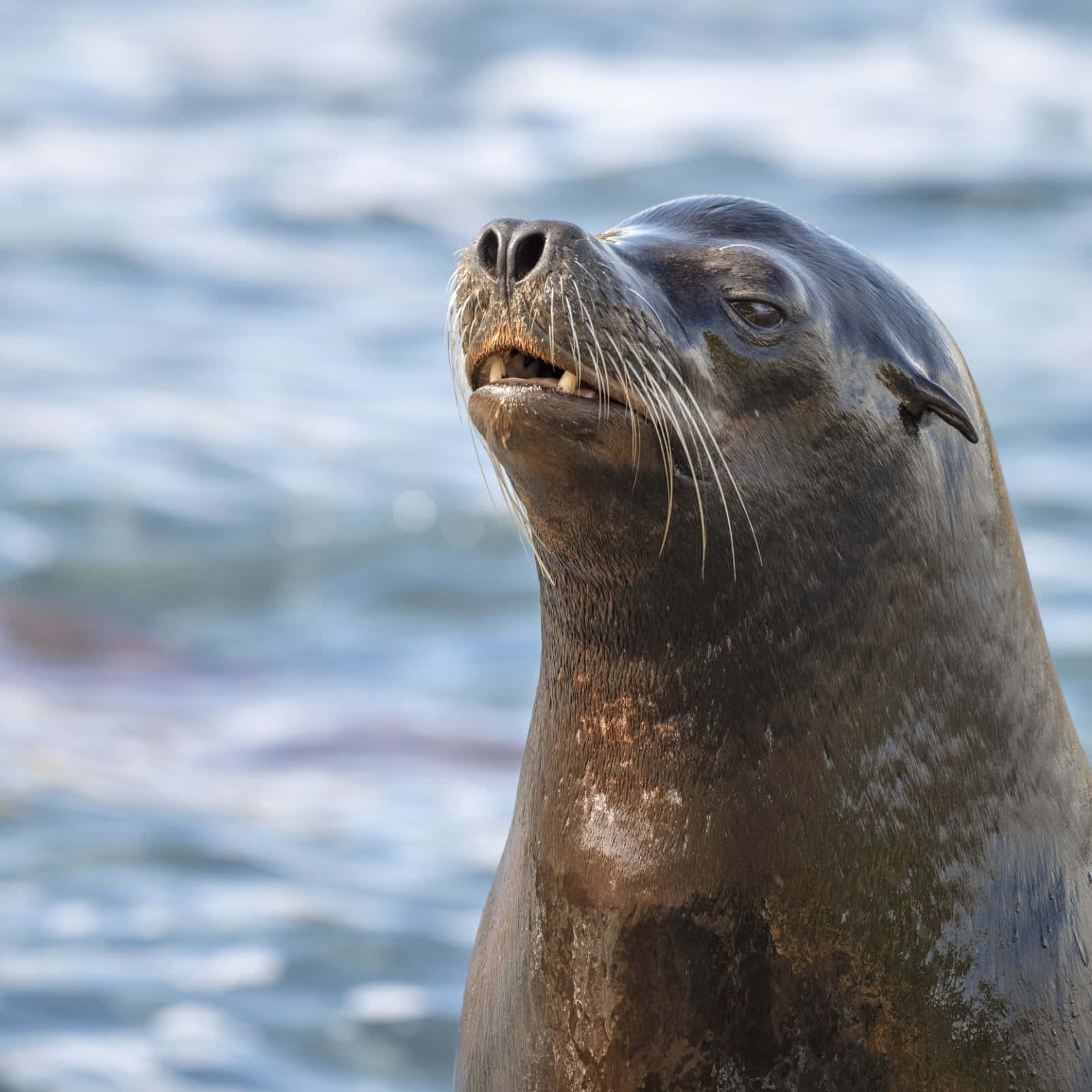 California Sea Lion, wet brown fur, whiskers, HD Desktop Wallpaper