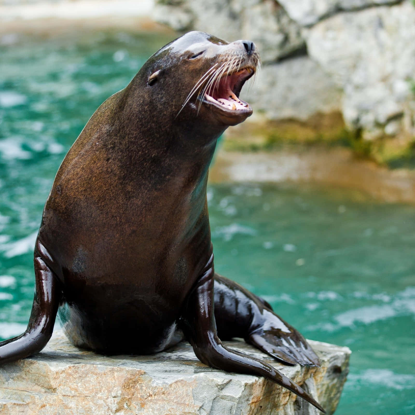 California Sea Lion, rock, turquoise water, HD Desktop Wallpaper