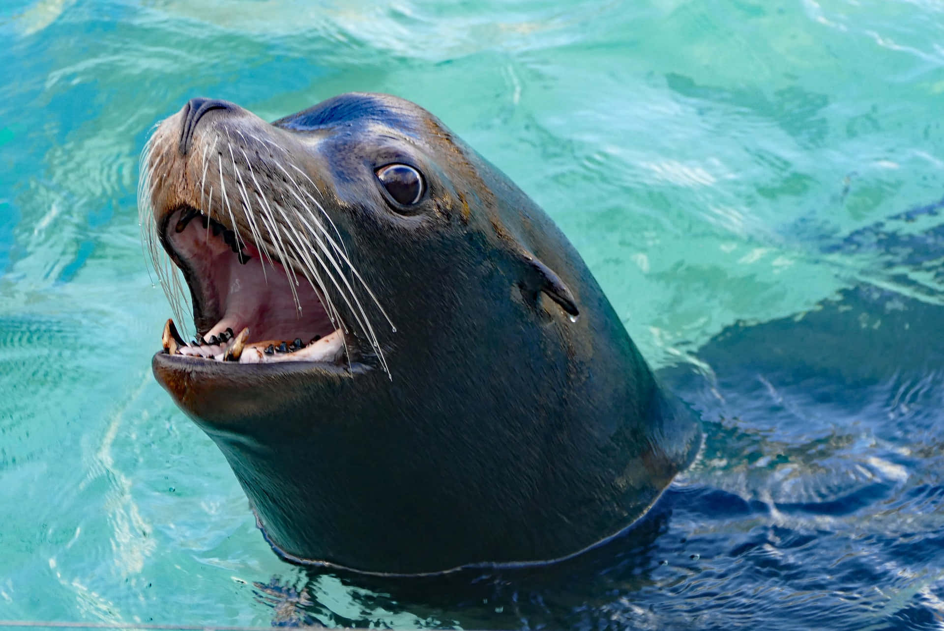 California Sea Lion, sunlit rock, turquoise water, Full HD Desktop Wallpaper