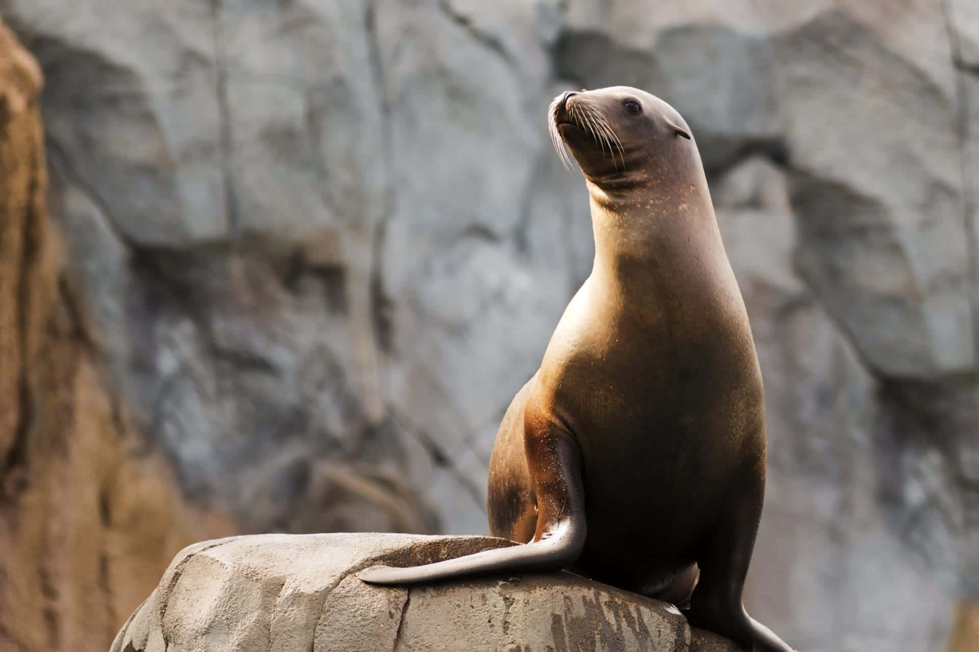 California Sea Lion, brown, weathered rock, Full HD Desktop Wallpaper