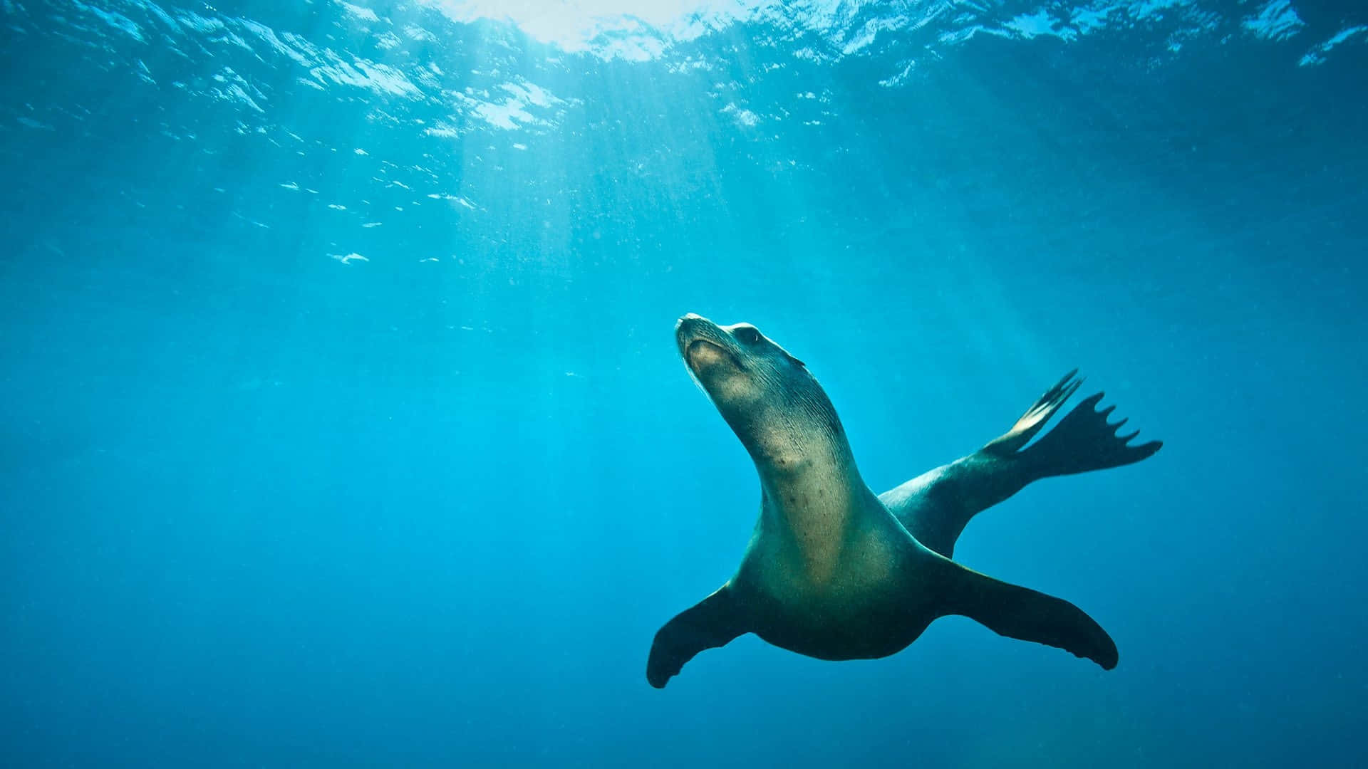 California Sea Lion, underwater swim, sunlight beams, Full HD Desktop Wallpaper