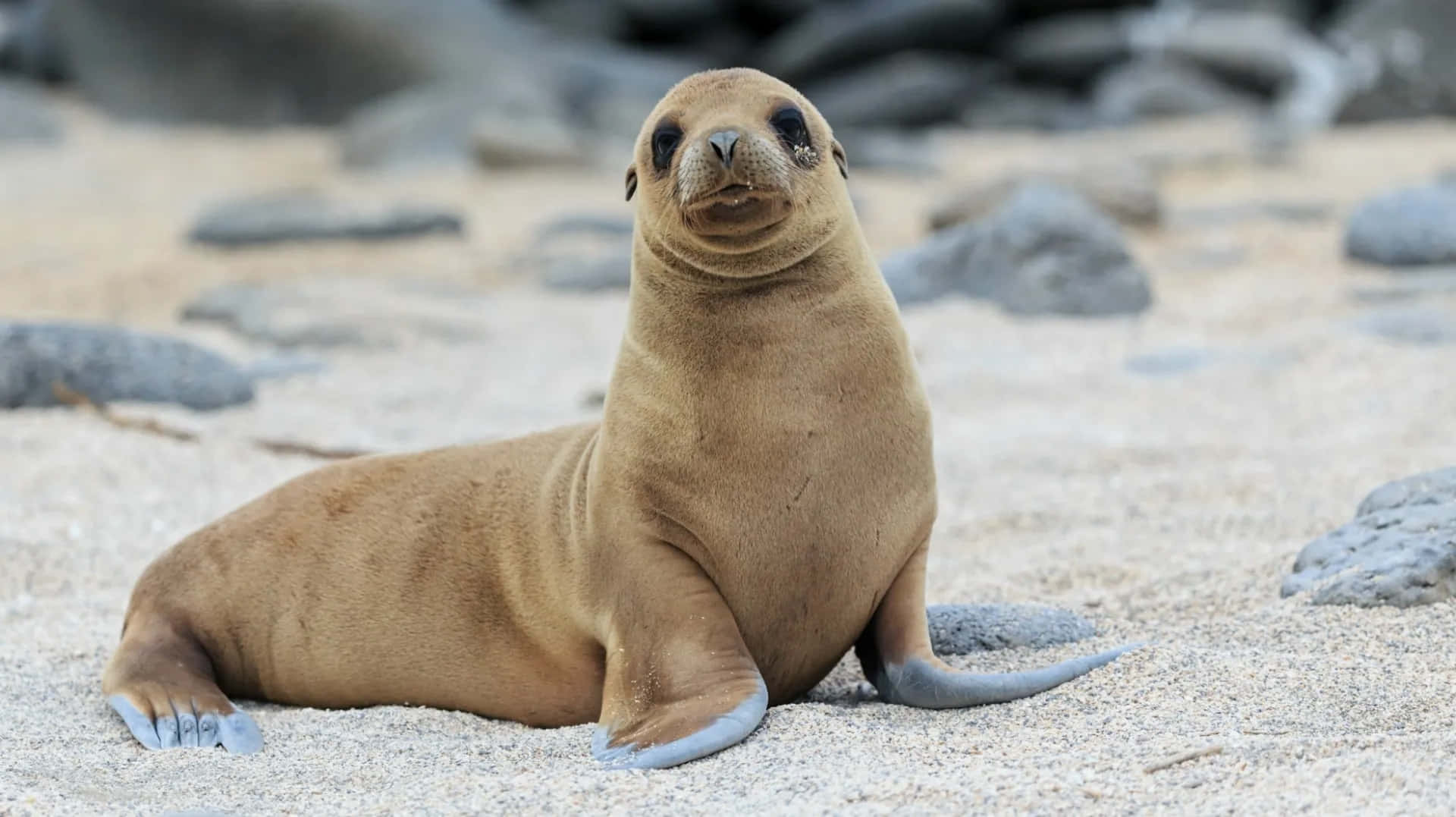 California Sea Lion, brown sea lion pup, sandy beach, Full HD Desktop Wallpaper
