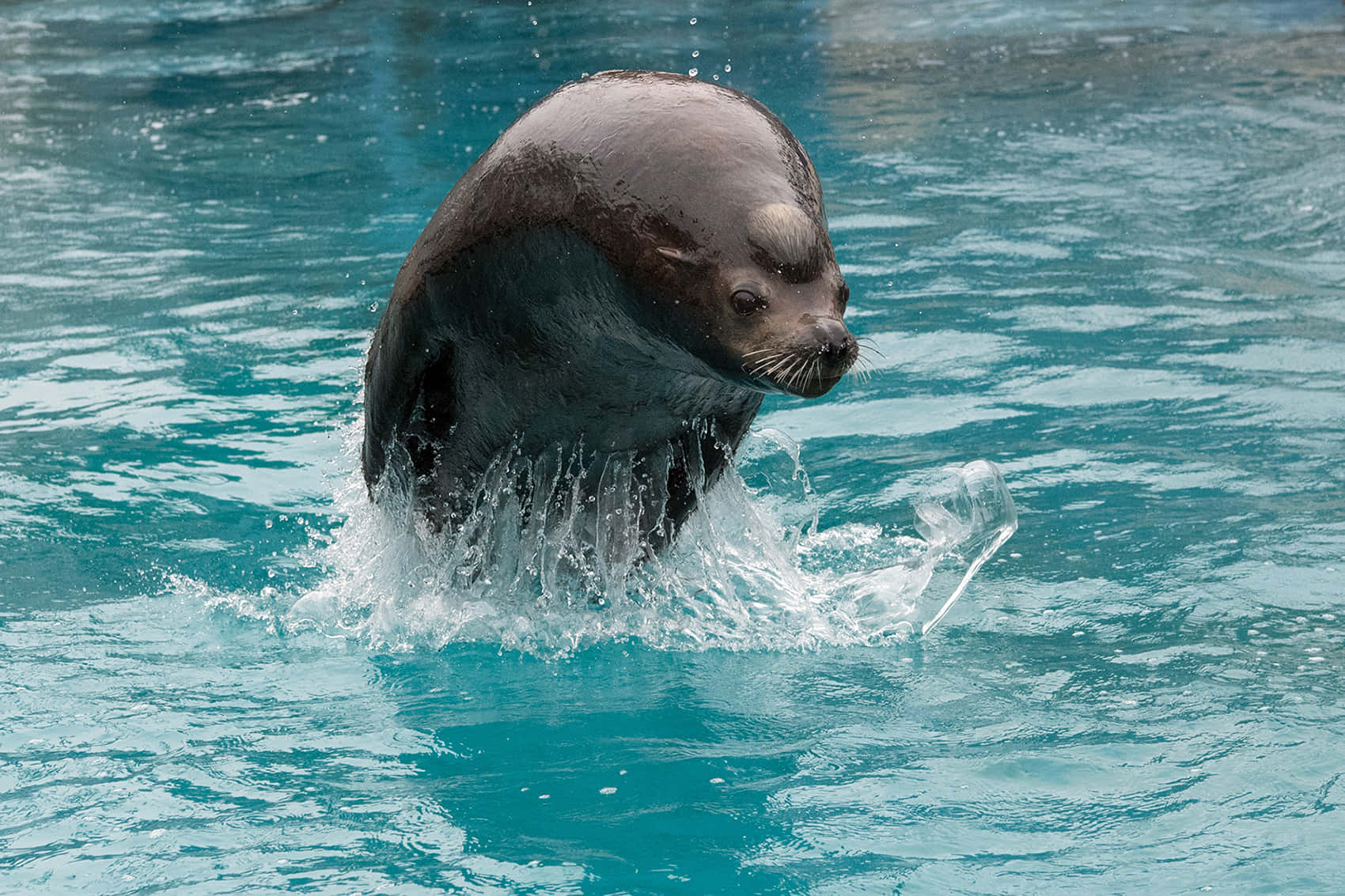 sea lion, turquoise water, wet brown body, HD Desktop Wallpaper