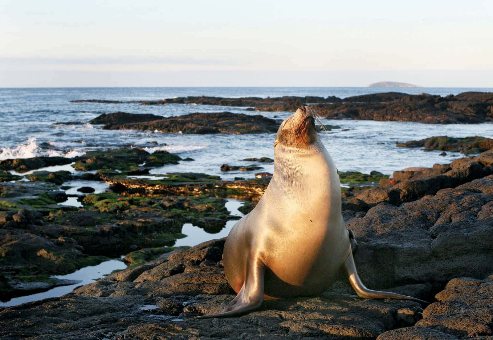 sea lion, sunlit rocks, ocean, HD Desktop Wallpaper