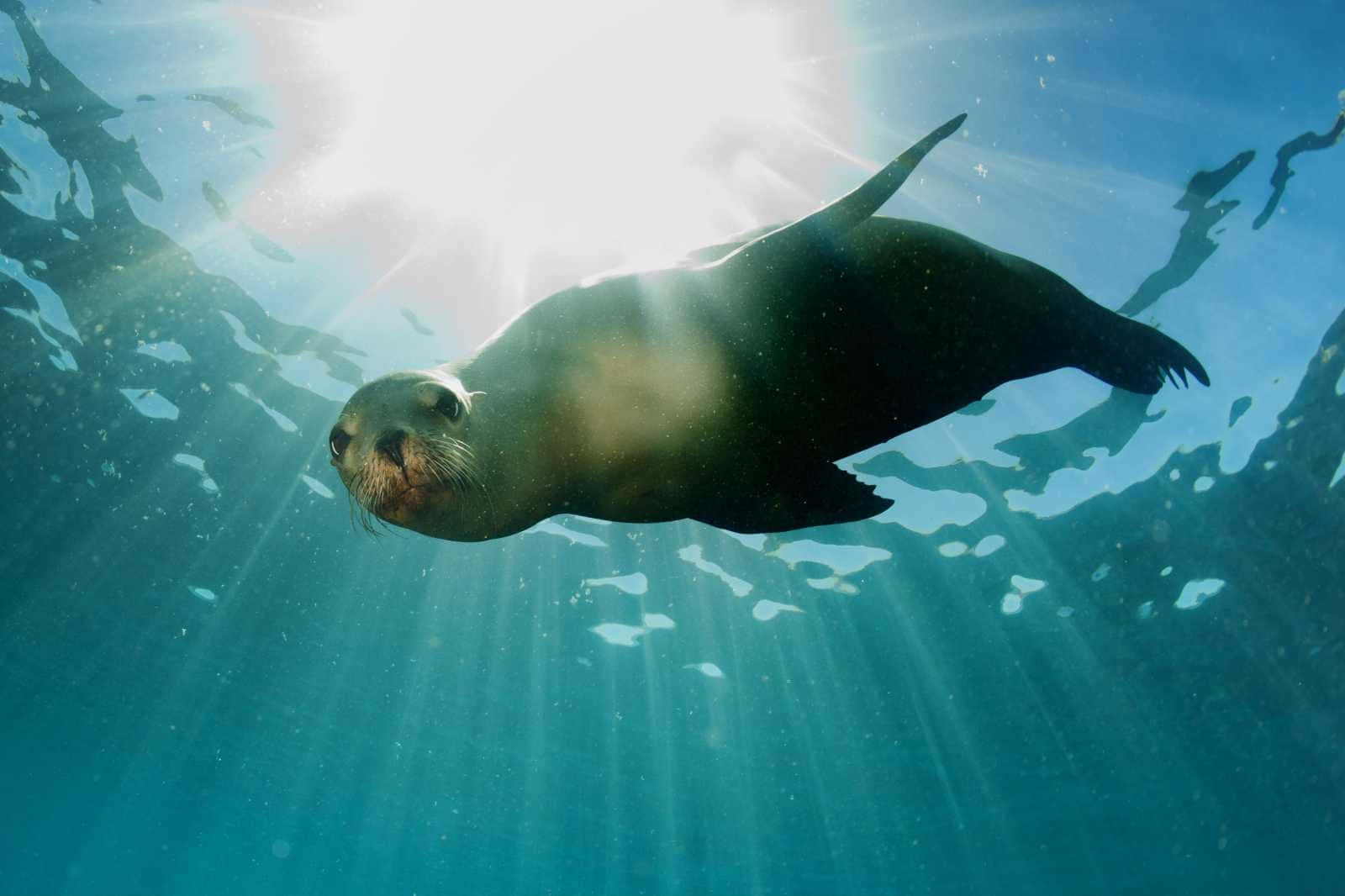 California Sea Lion, sunbeams, turquoise ocean, HD Desktop Wallpaper