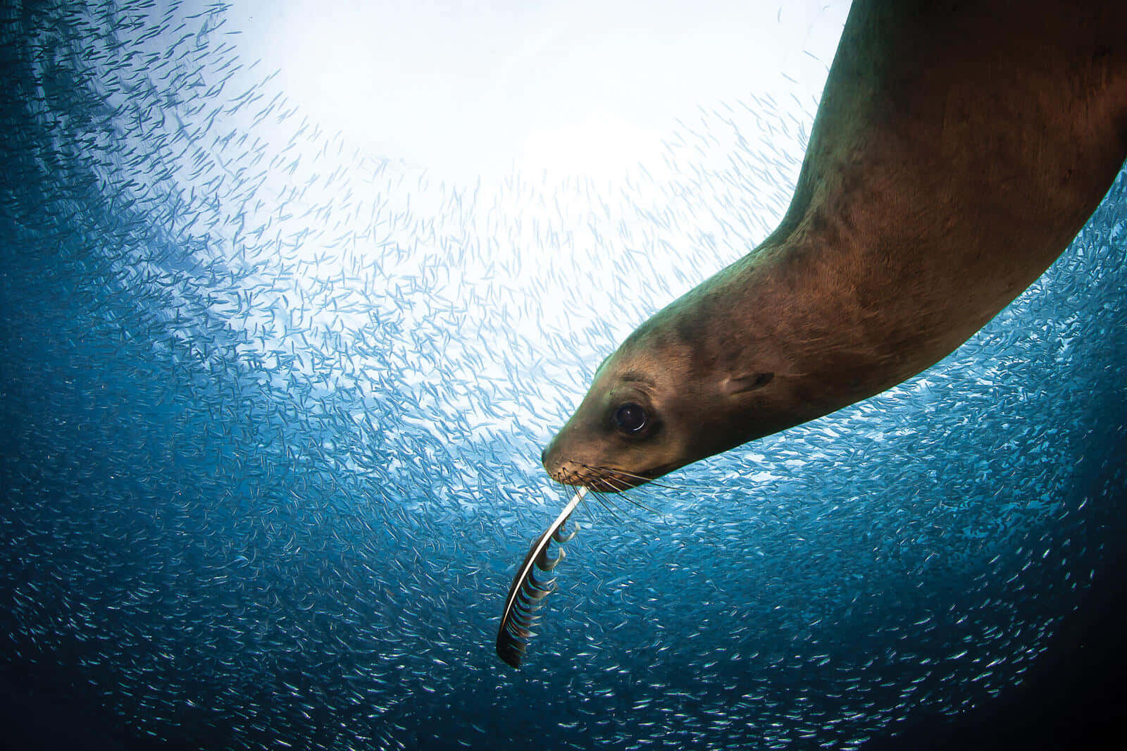 California Sea Lion, sun, bright blue ocean water, HD Desktop Wallpaper