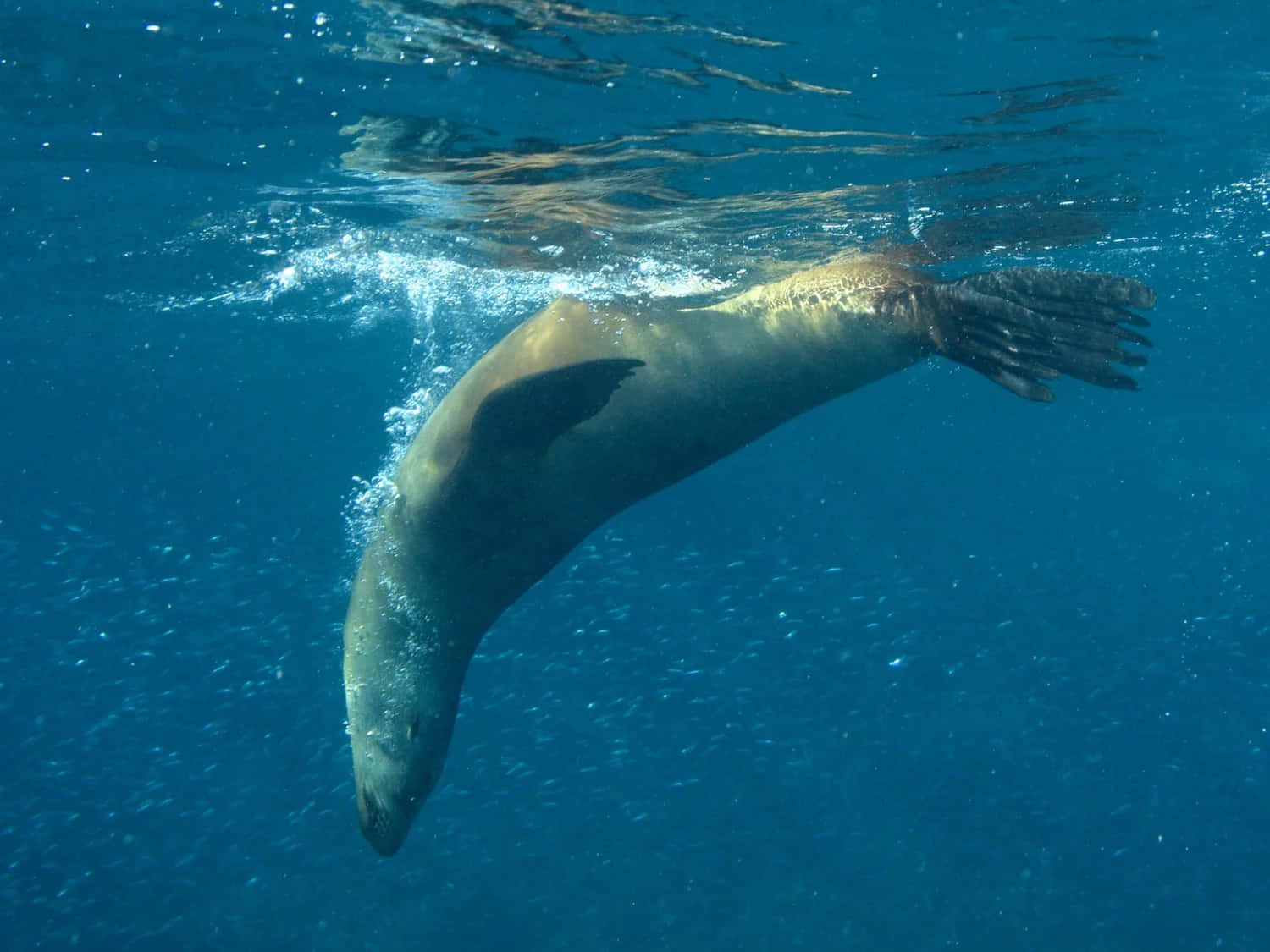 California Sea Lion, underwater swim, clear blue ocean water, HD Desktop Wallpaper