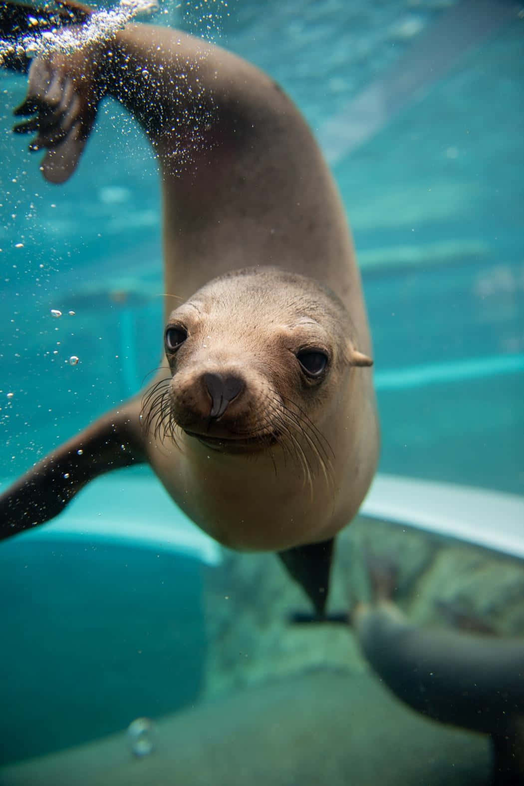 California Sea Lion, sea lion pup, clear turquoise water, HD Phone Wallpaper
