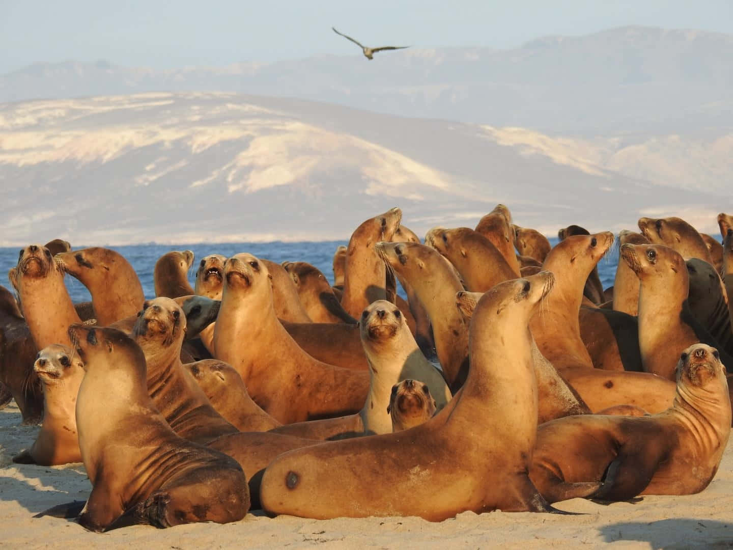 California Sea Lion, sandy beach, sunlit, HD Desktop Wallpaper