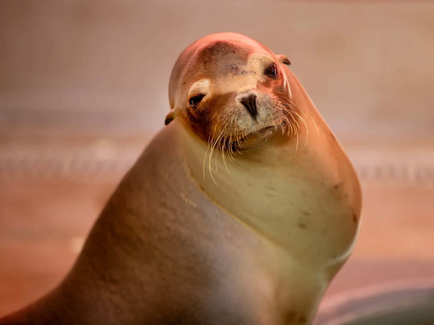 California Sea Lion, close-up, curious expression, HD Desktop Wallpaper