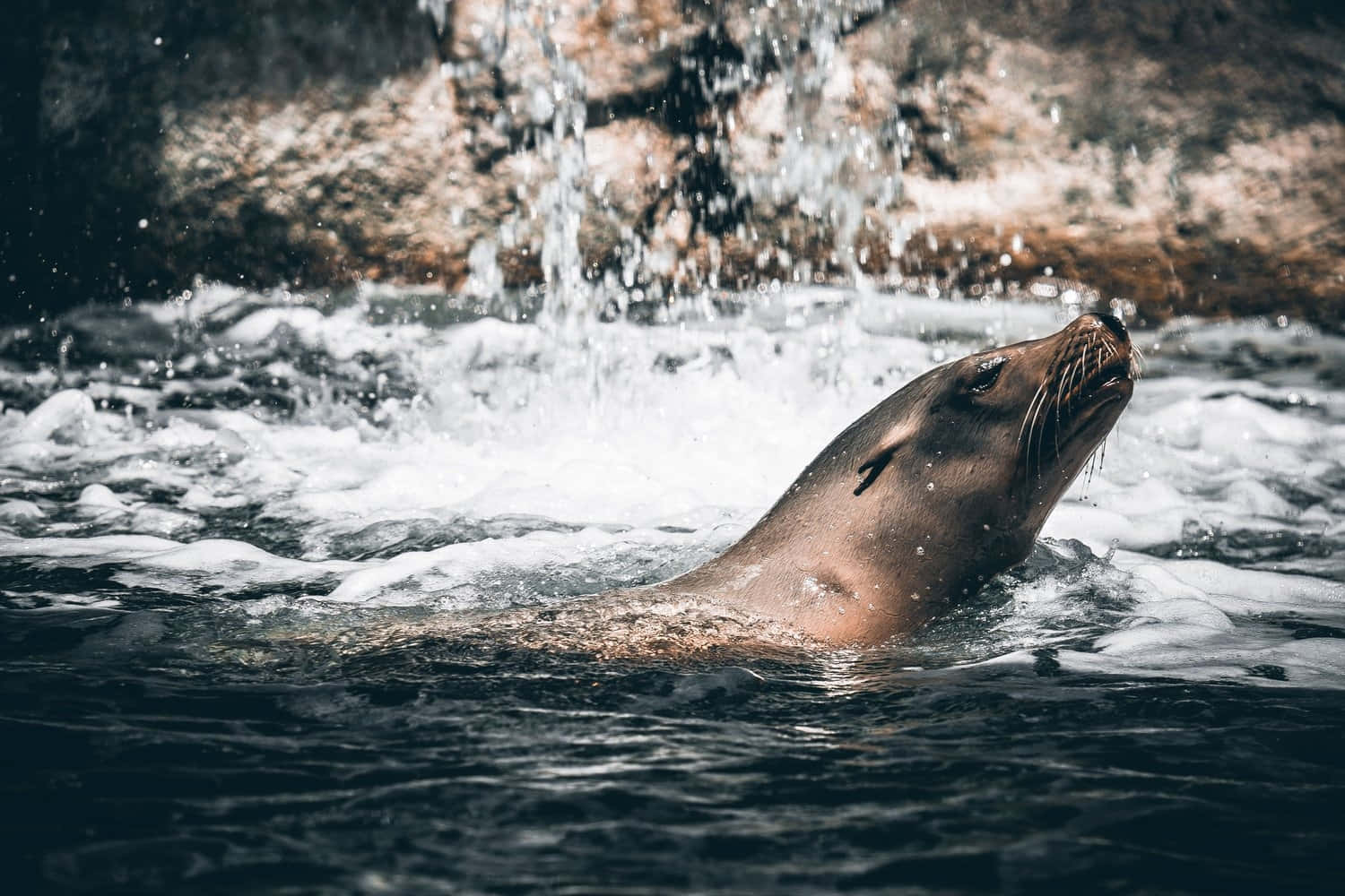 California Sea Lion, dark water, cascading waterfall, HD Desktop Wallpaper