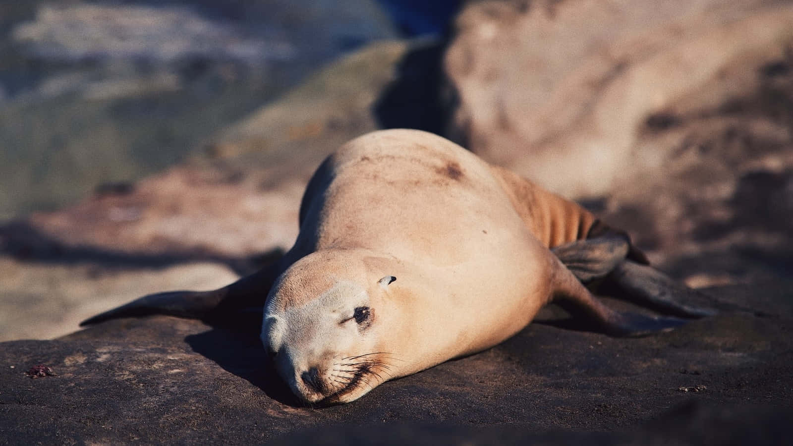 California Sea Lion, dark volcanic rocks, sunlit, HD Desktop Wallpaper
