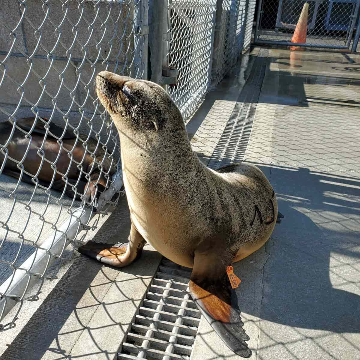 California Sea Lion, sunlit, concrete, SD Desktop Wallpaper