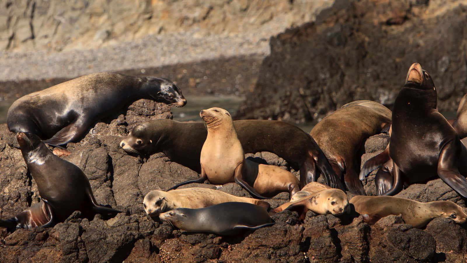 California Sea Lion, sunlit colony, rugged coastal rocks, HD Desktop Wallpaper