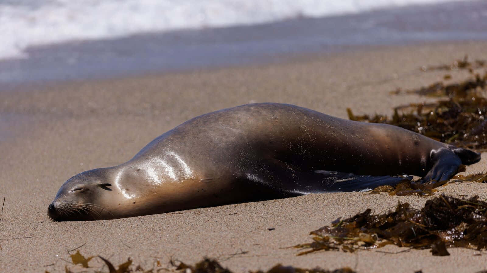 California Sea Lion, sunlit sand, gentle ocean waves, HD Desktop Wallpaper