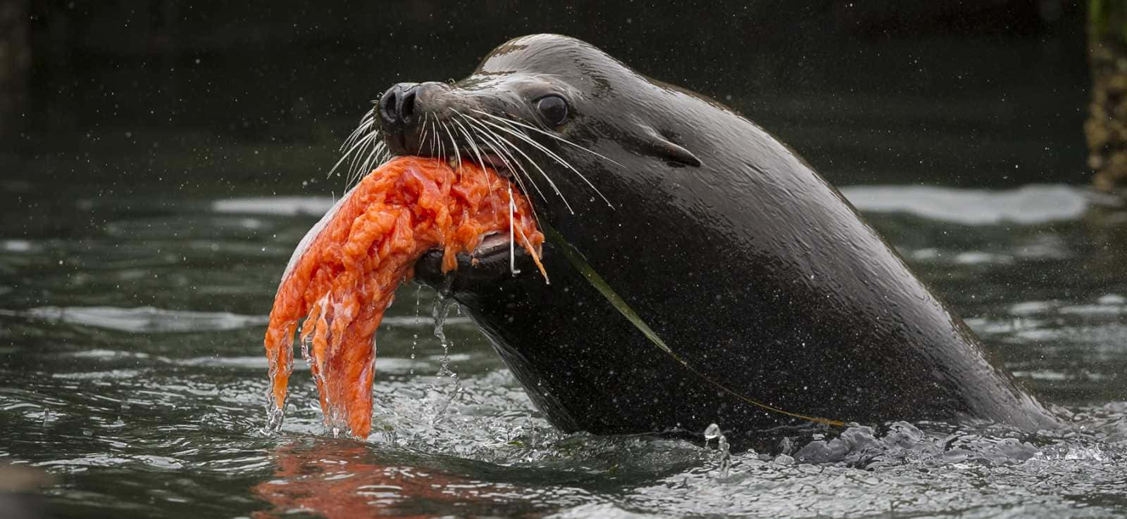 California Sea Lion, bright orange salmon, dark water, HD Desktop Wallpaper