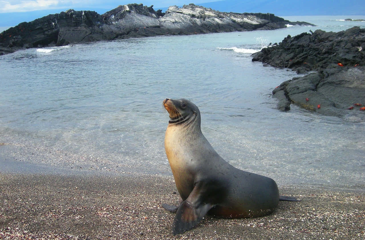 California Sea Lion, pebbled shore, dark volcanic rocks, HD Desktop Wallpaper