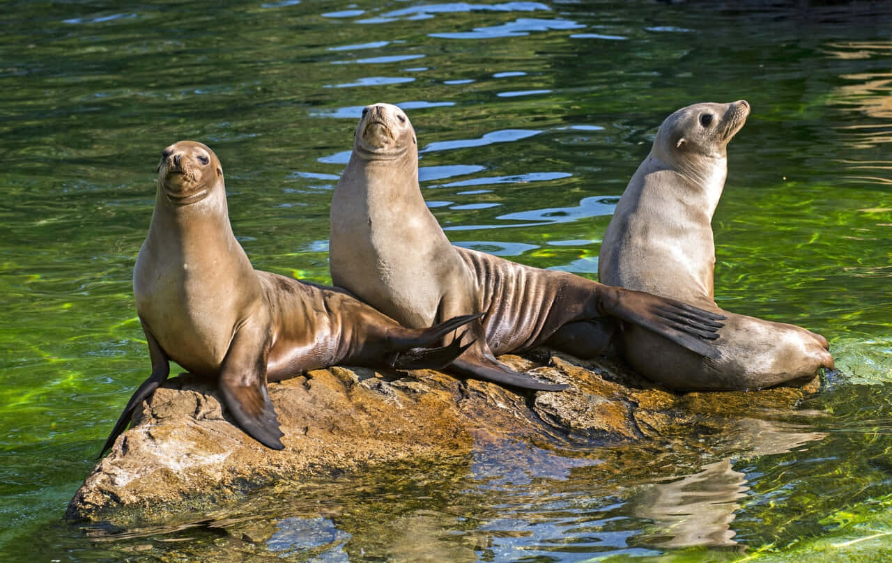 California Sea Lion, sunning on rock, sunlit rock, HD Desktop Wallpaper