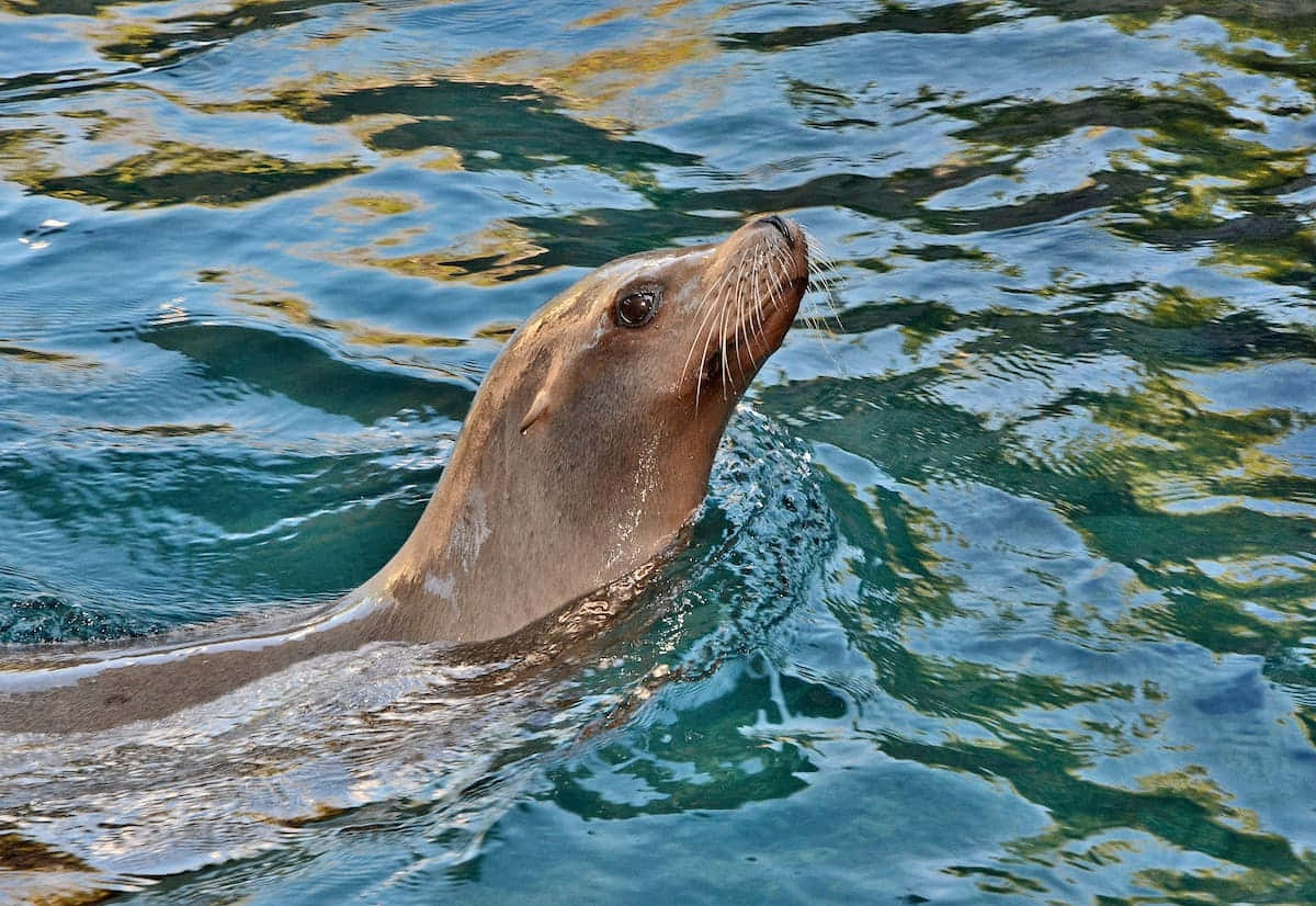 California Sea Lion, turquoise water, sunlight, SD Desktop Wallpaper