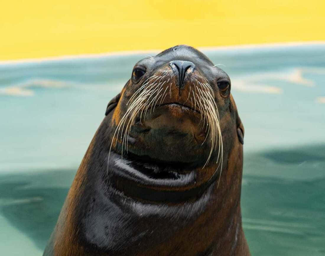California Sea Lion, wet brown fur, prominent whiskers, SD Desktop Wallpaper