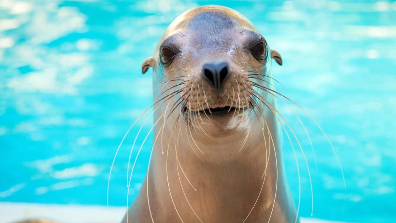 California Sea Lion, wet fur, whiskers, HD Desktop Wallpaper