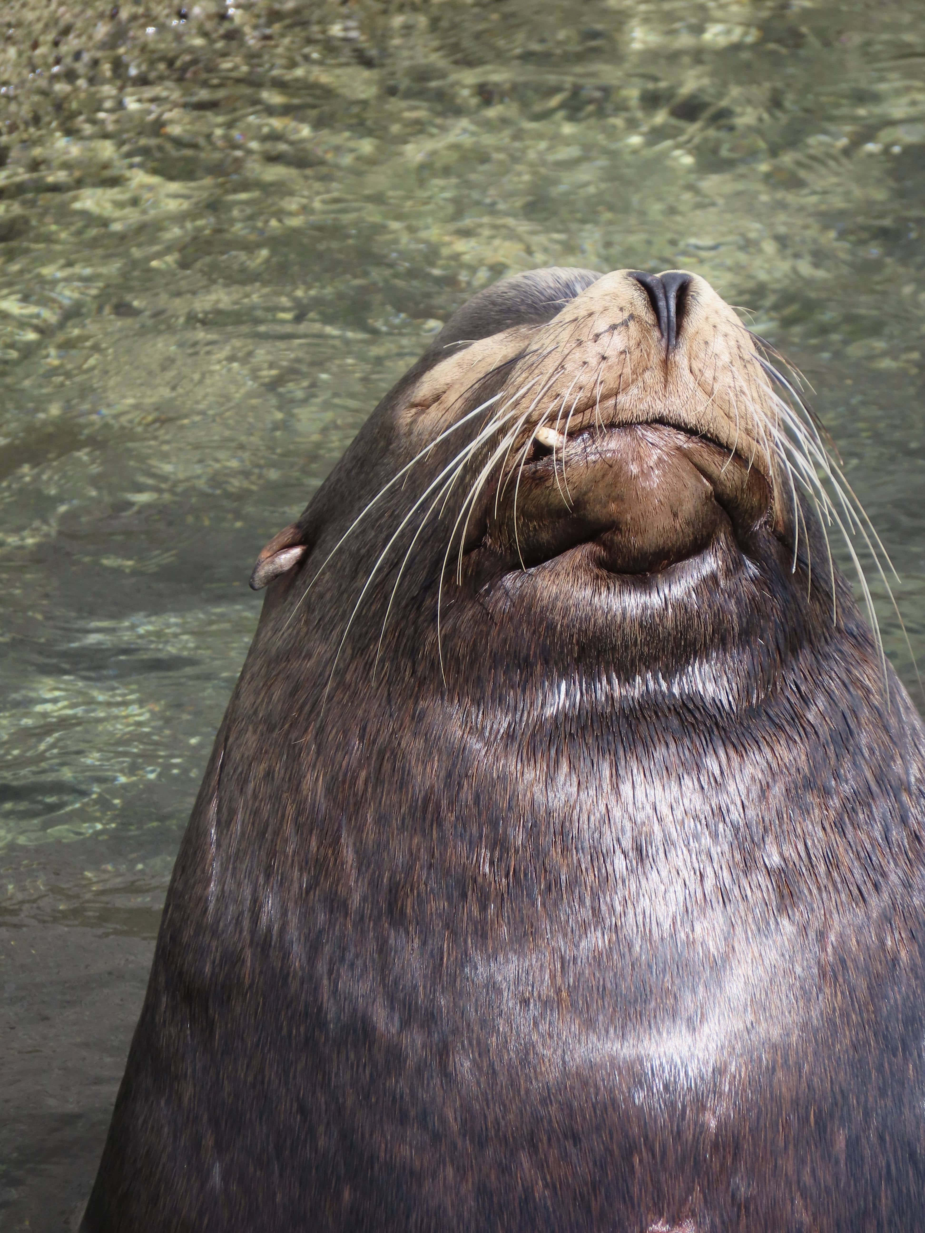 California Sea Lion, wet brown fur, long whiskers, 5K Phone Wallpaper
