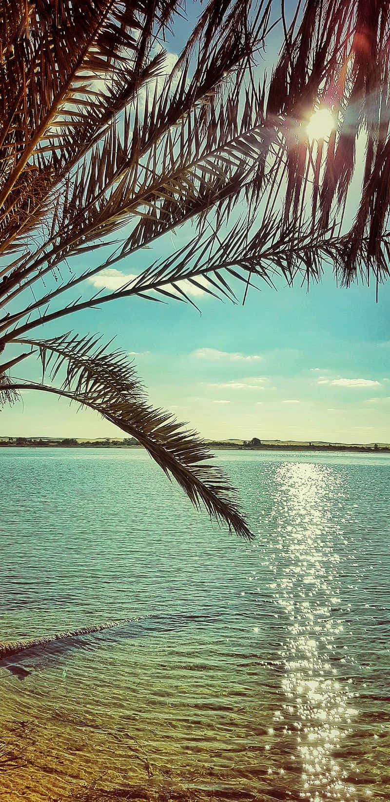 California Summer, palm fronds, golden reflections, HD Phone Wallpaper