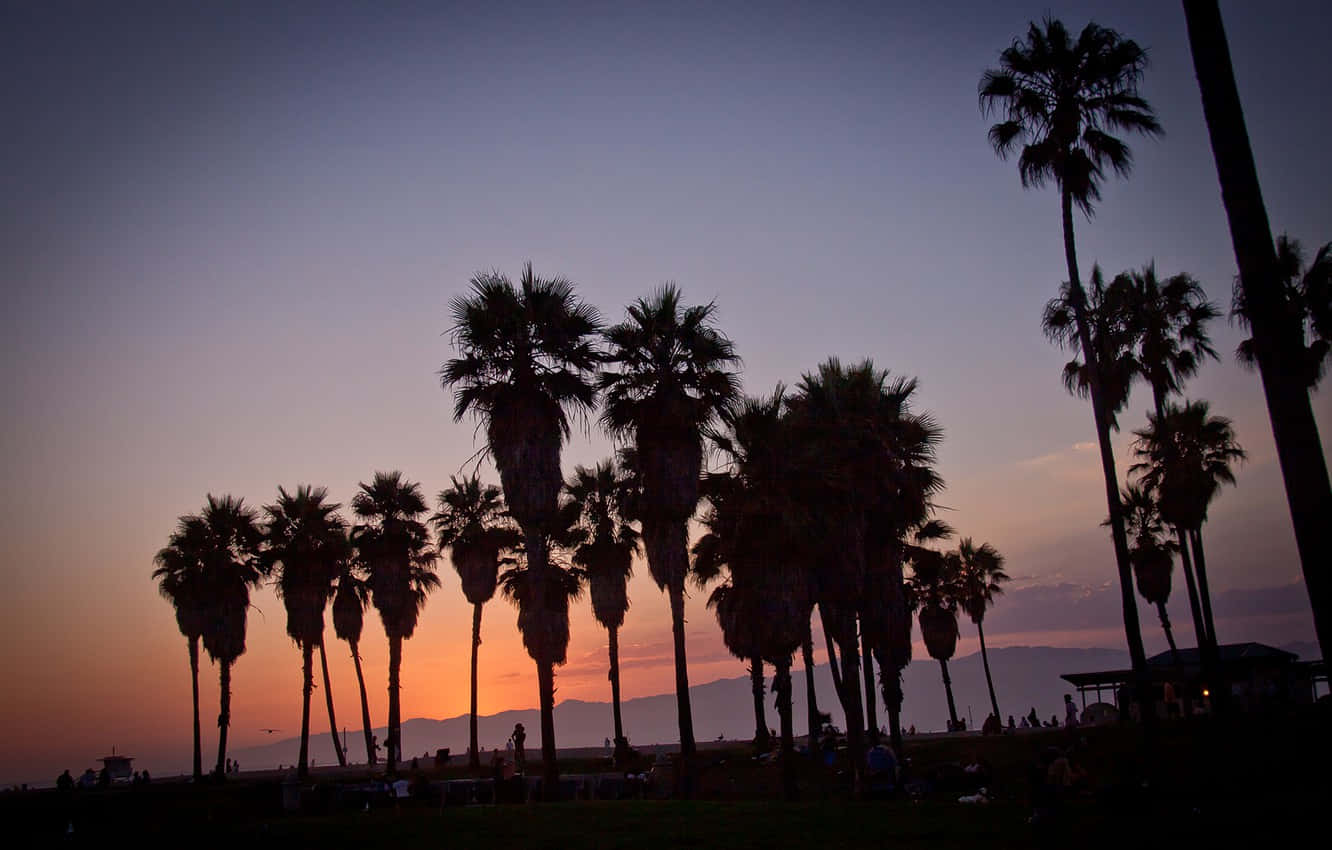 California Summer, palm trees, vibrant sunset sky, HD Desktop Wallpaper