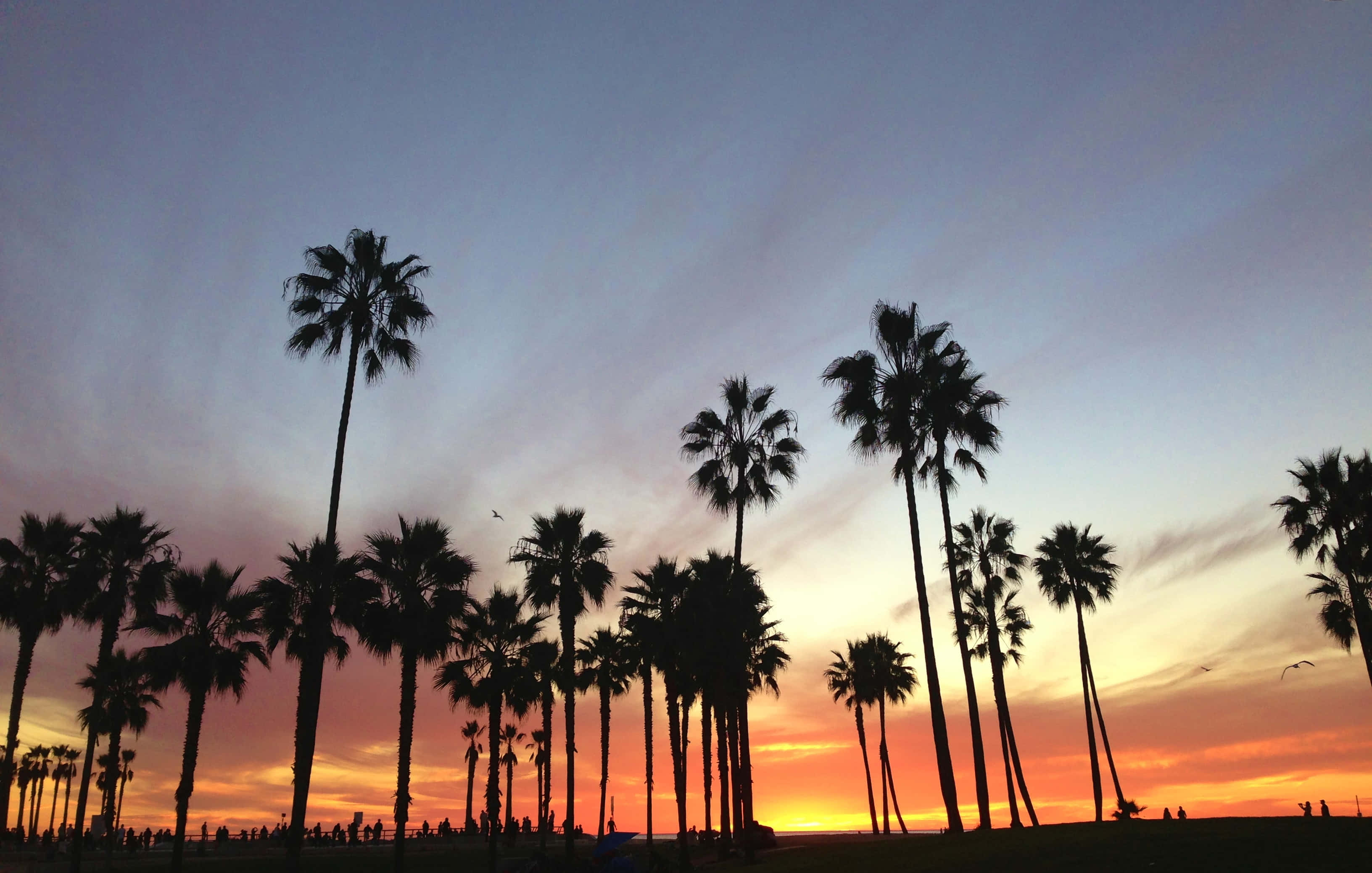 California Summer, palm trees, sunset, 2K Desktop Wallpaper
