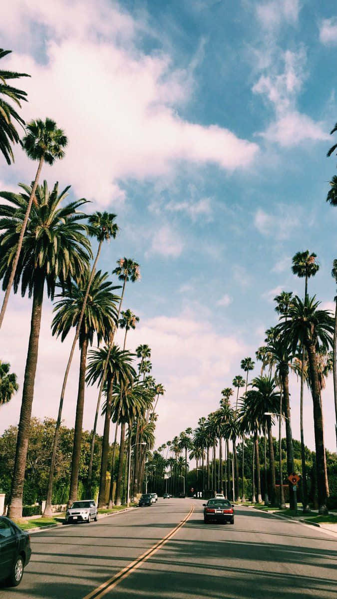 California Summer, palm trees, sunlit road, SD Phone Wallpaper