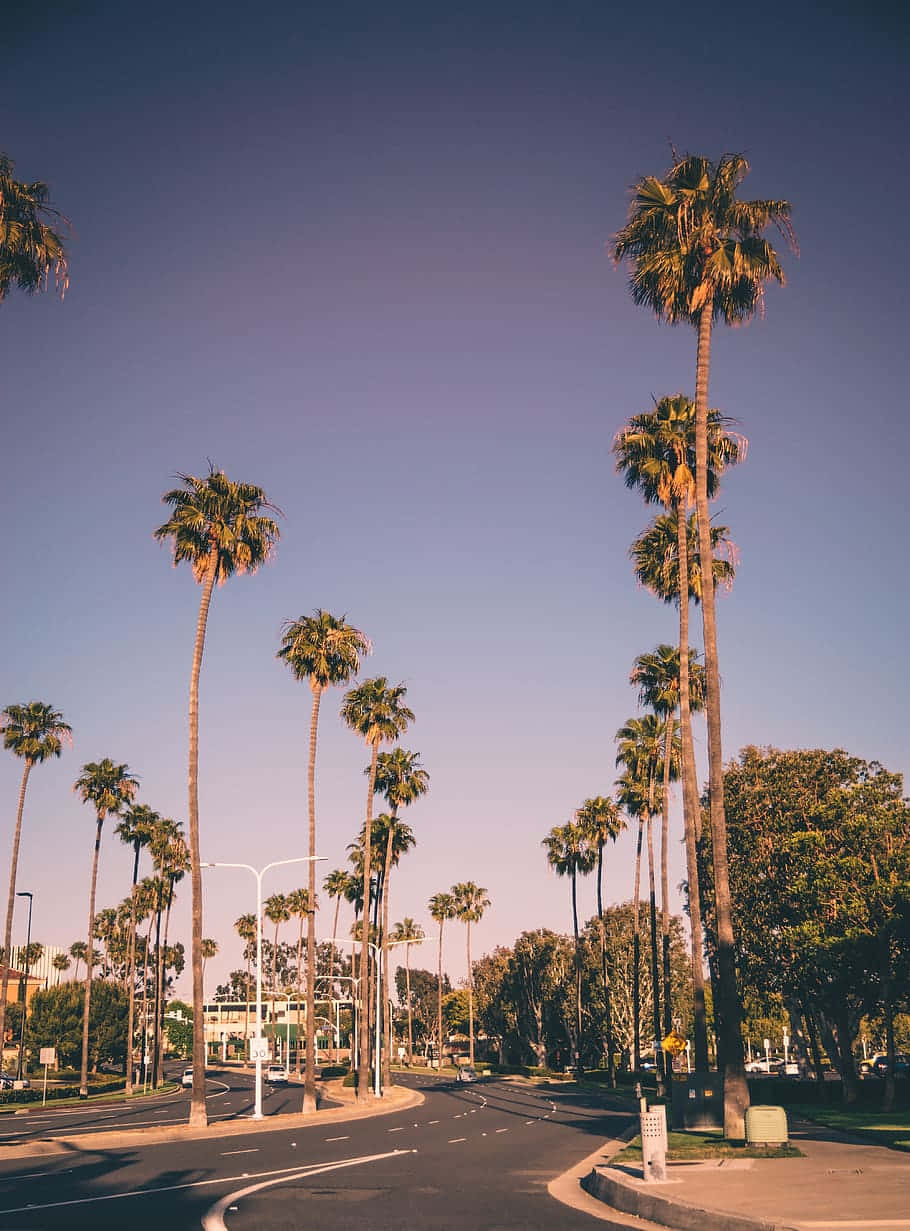 California Summer, palm trees, curving road, SD Phone Wallpaper