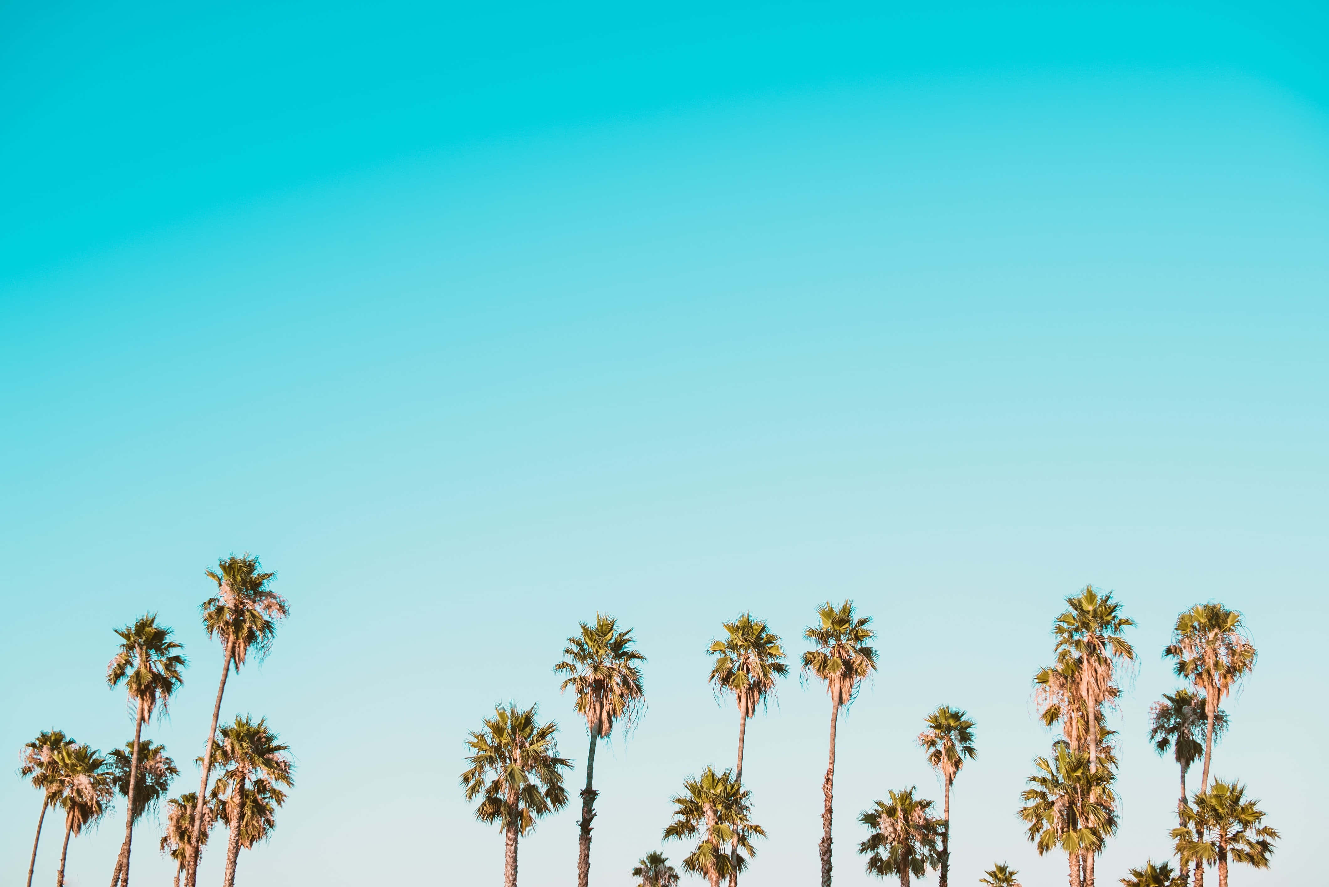 California Summer, palm trees, turquoise sky, 4K Desktop Wallpaper