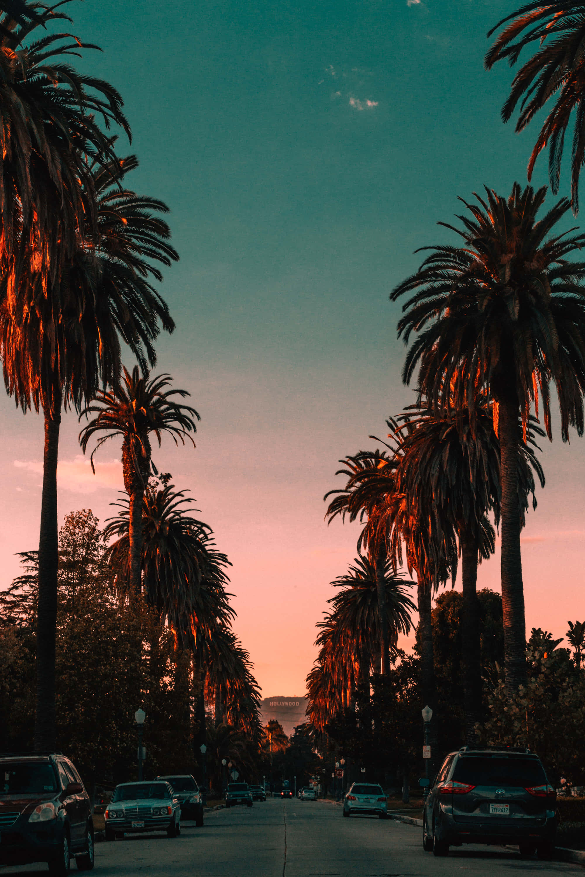 California Summer, palm trees, sunset, 2K Phone Wallpaper