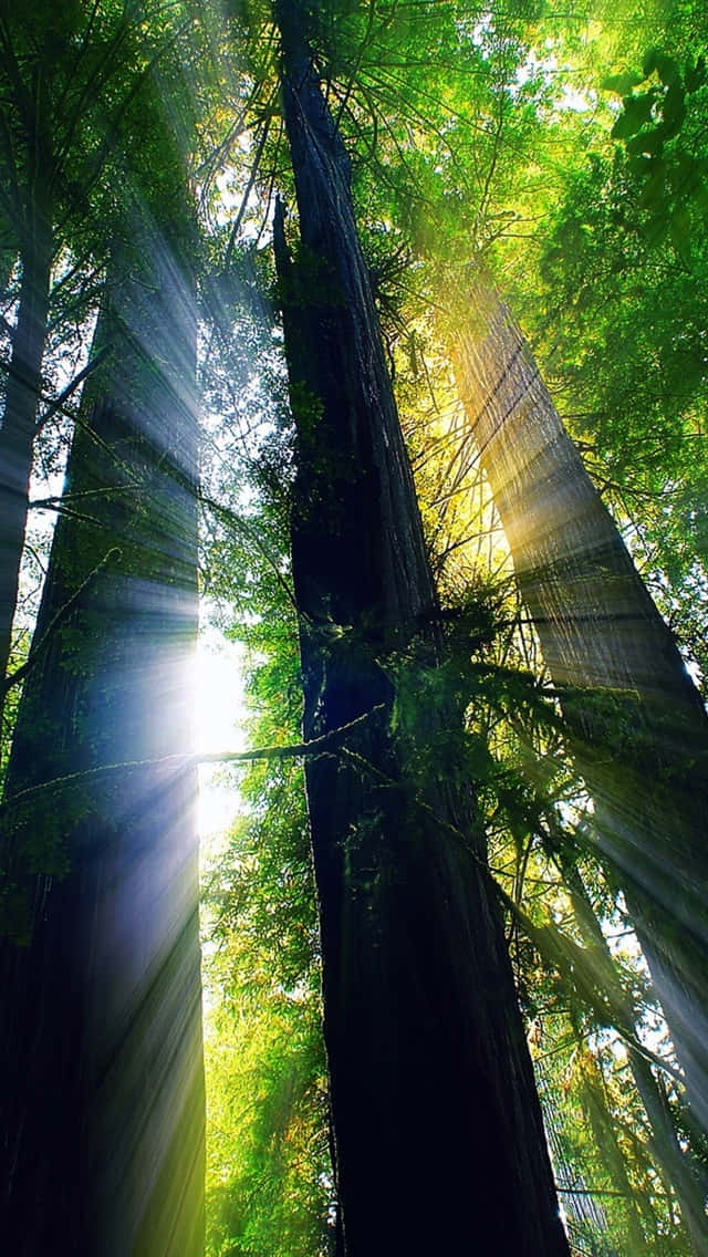 California Summer, redwood trees, sunlight beams, SD Phone Wallpaper