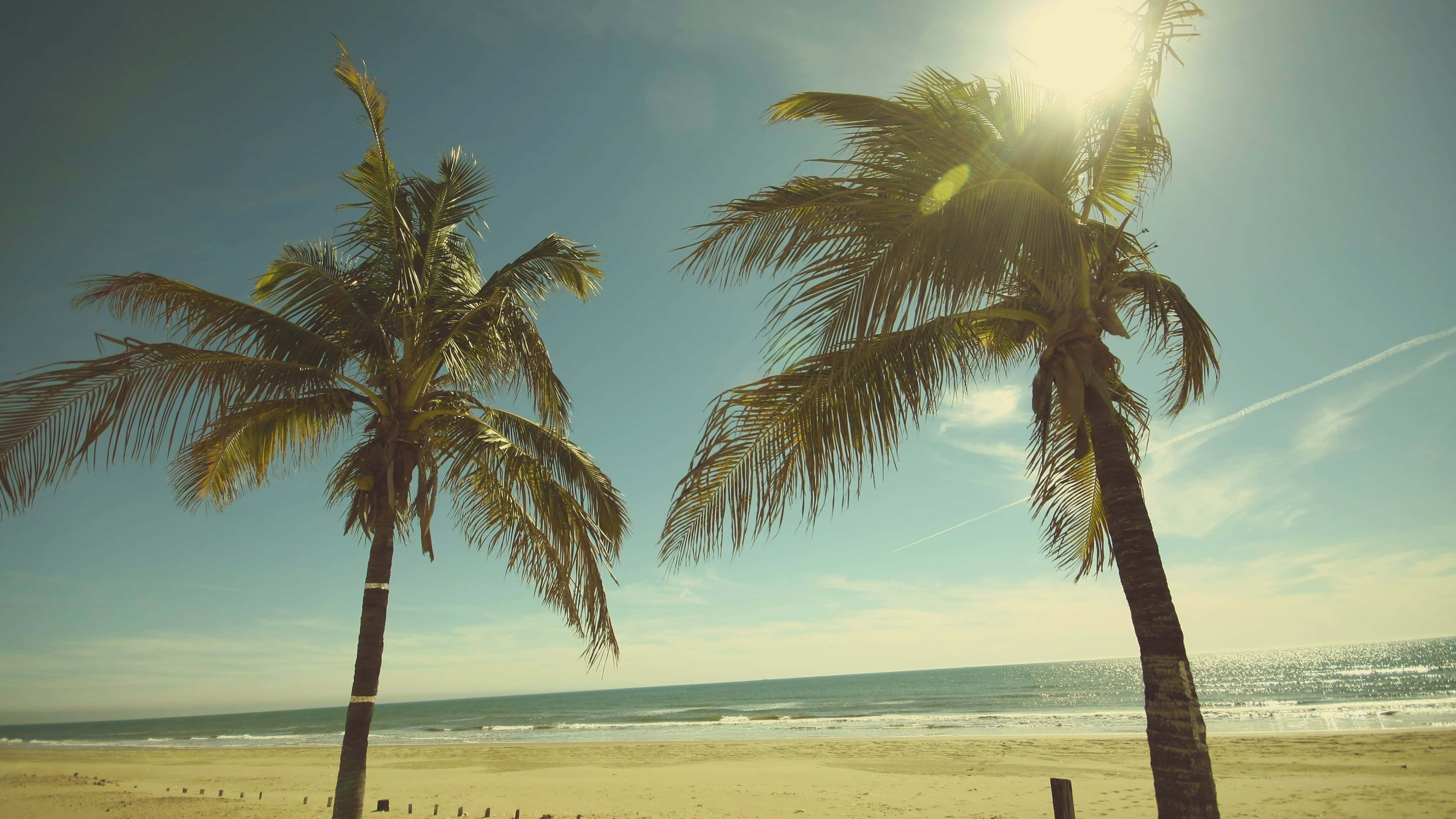 California, palm trees, sun-drenched beach, 4K Desktop Wallpaper