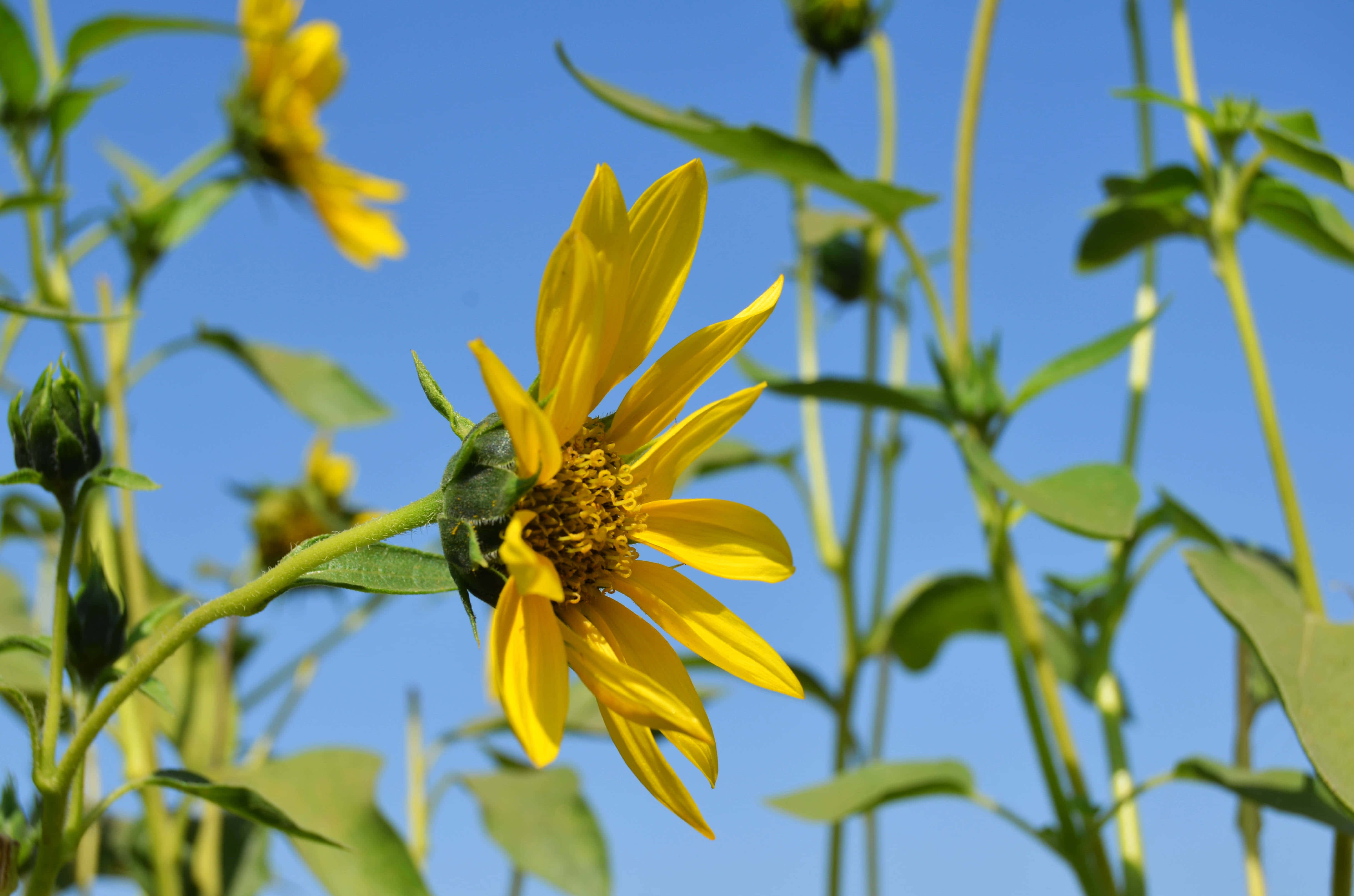 California Aesthetic, vibrant yellow sunflower, clear blue sky, 4K Desktop Wallpaper