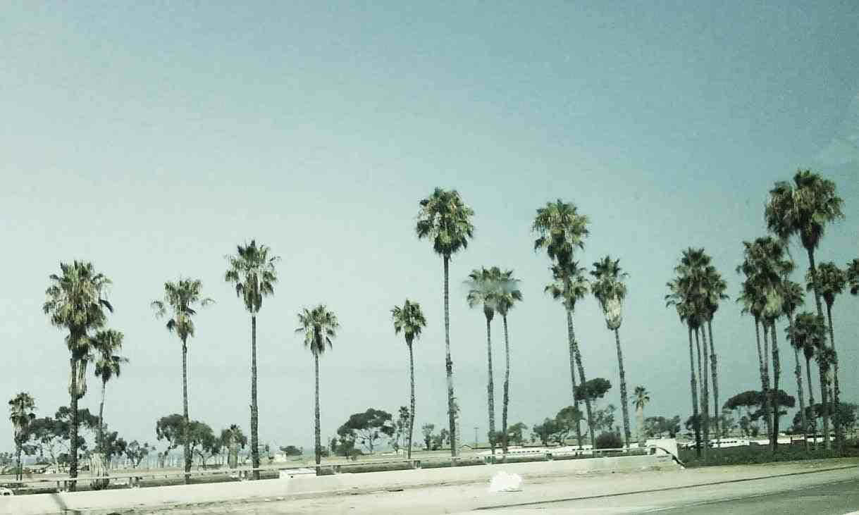 California, palm trees, sunlit roadside, SD Desktop Wallpaper