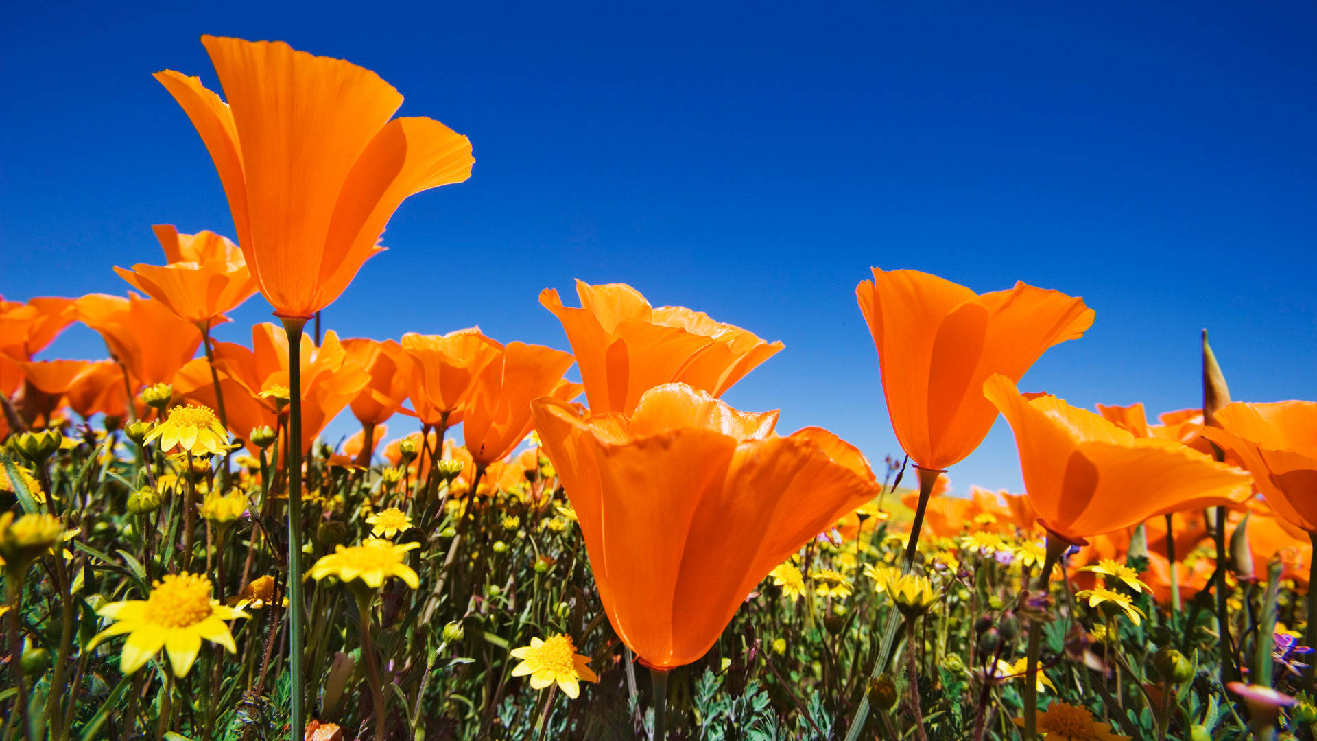poppy field, California, orange poppies, Full HD Desktop Wallpaper