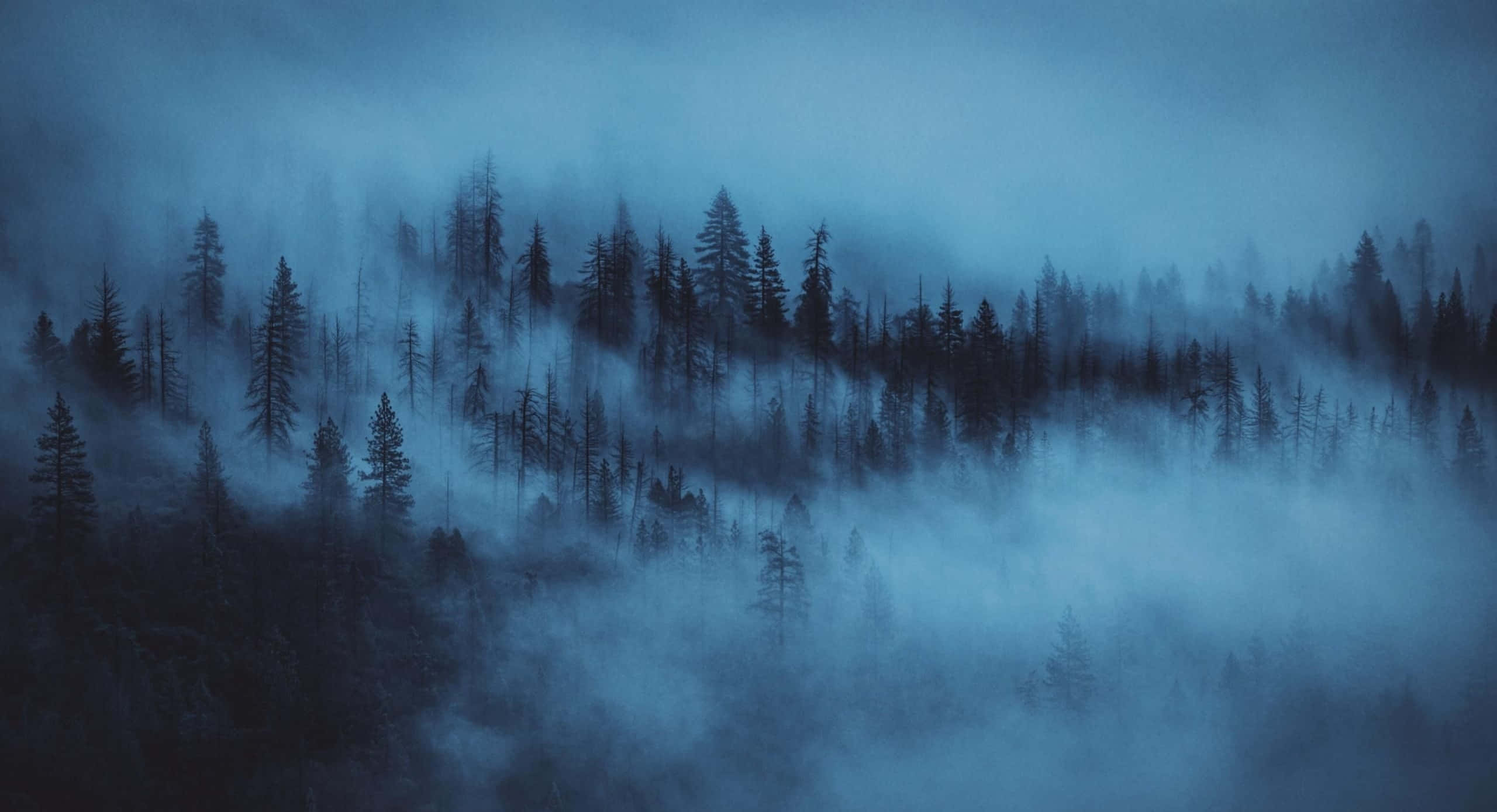 Calm Forest Aesthetic Desktop, misty blue forest, tall pine trees, 2K Desktop Wallpaper