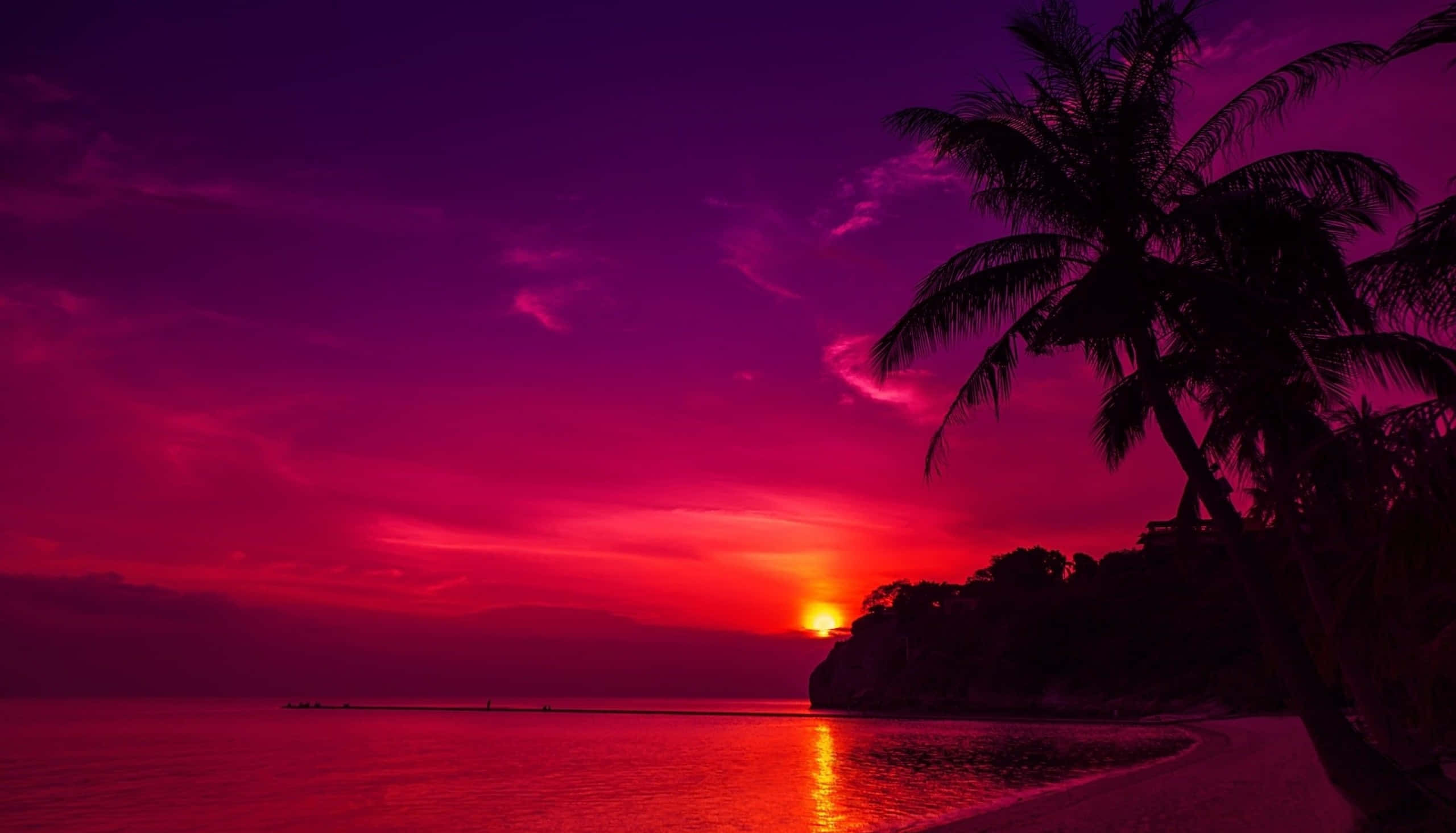 purple sunset, calm ocean, palm trees, 2K Desktop Wallpaper