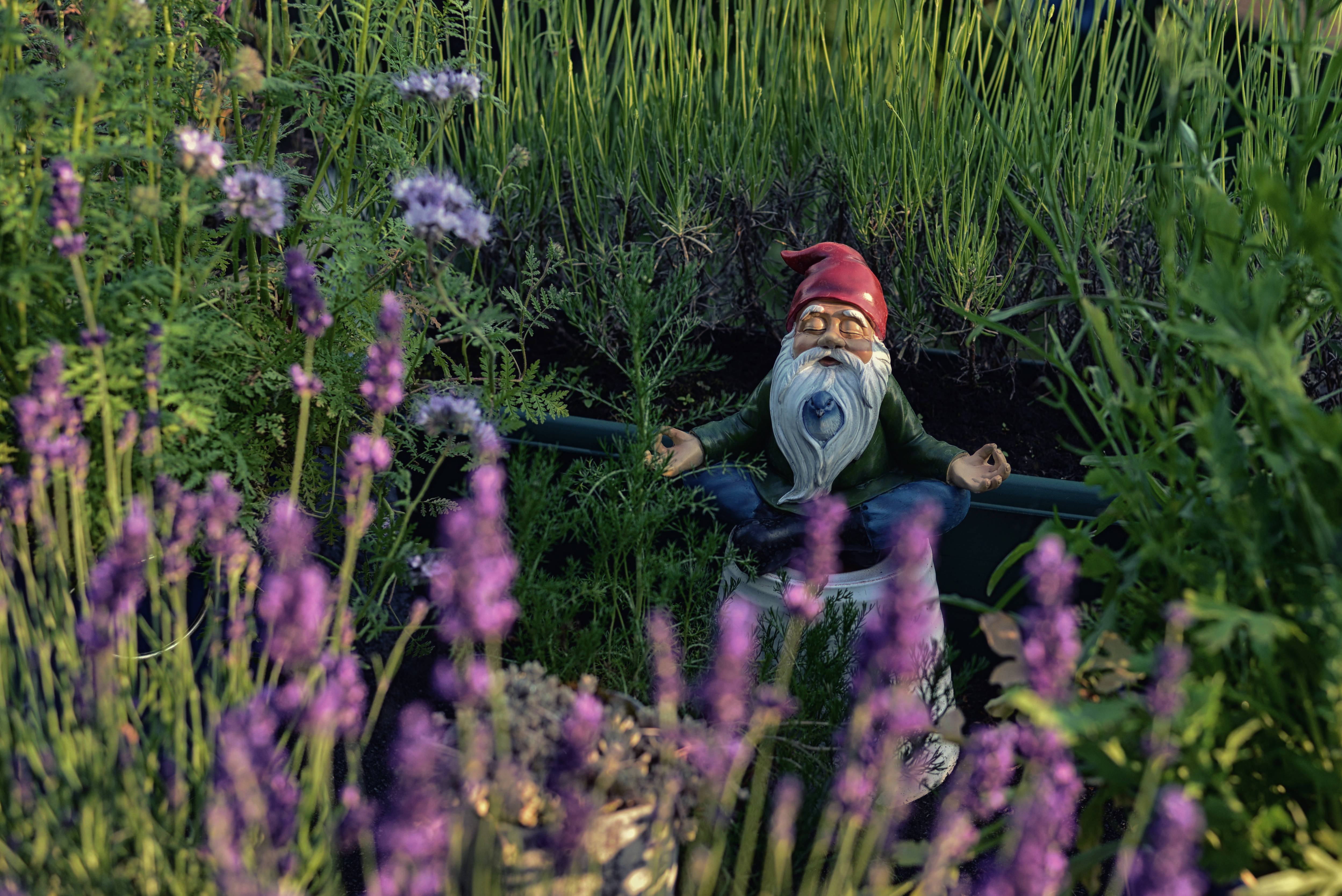 gnome, garden, lavender, 4K Desktop Wallpaper