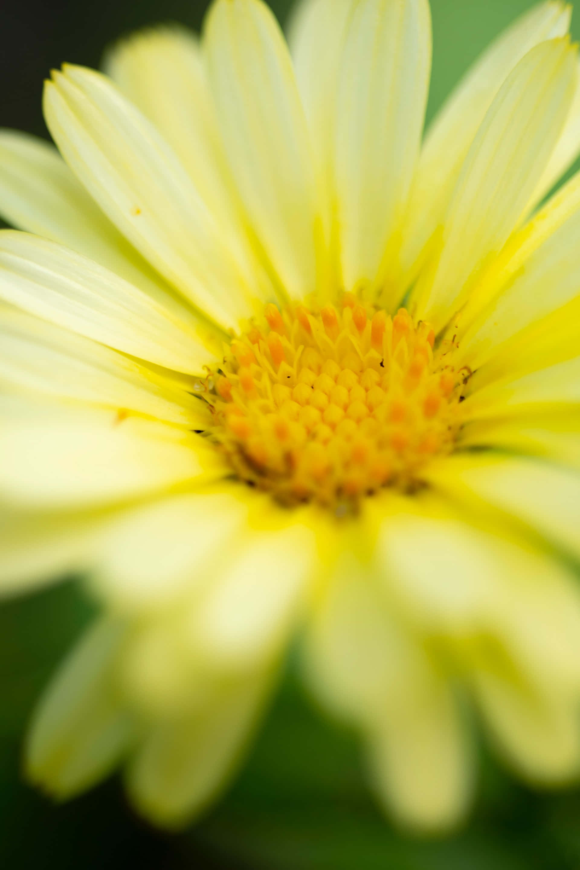 vibrant yellow daisy, fuzzy orange center, soft blurred green background, 2K Phone Wallpaper