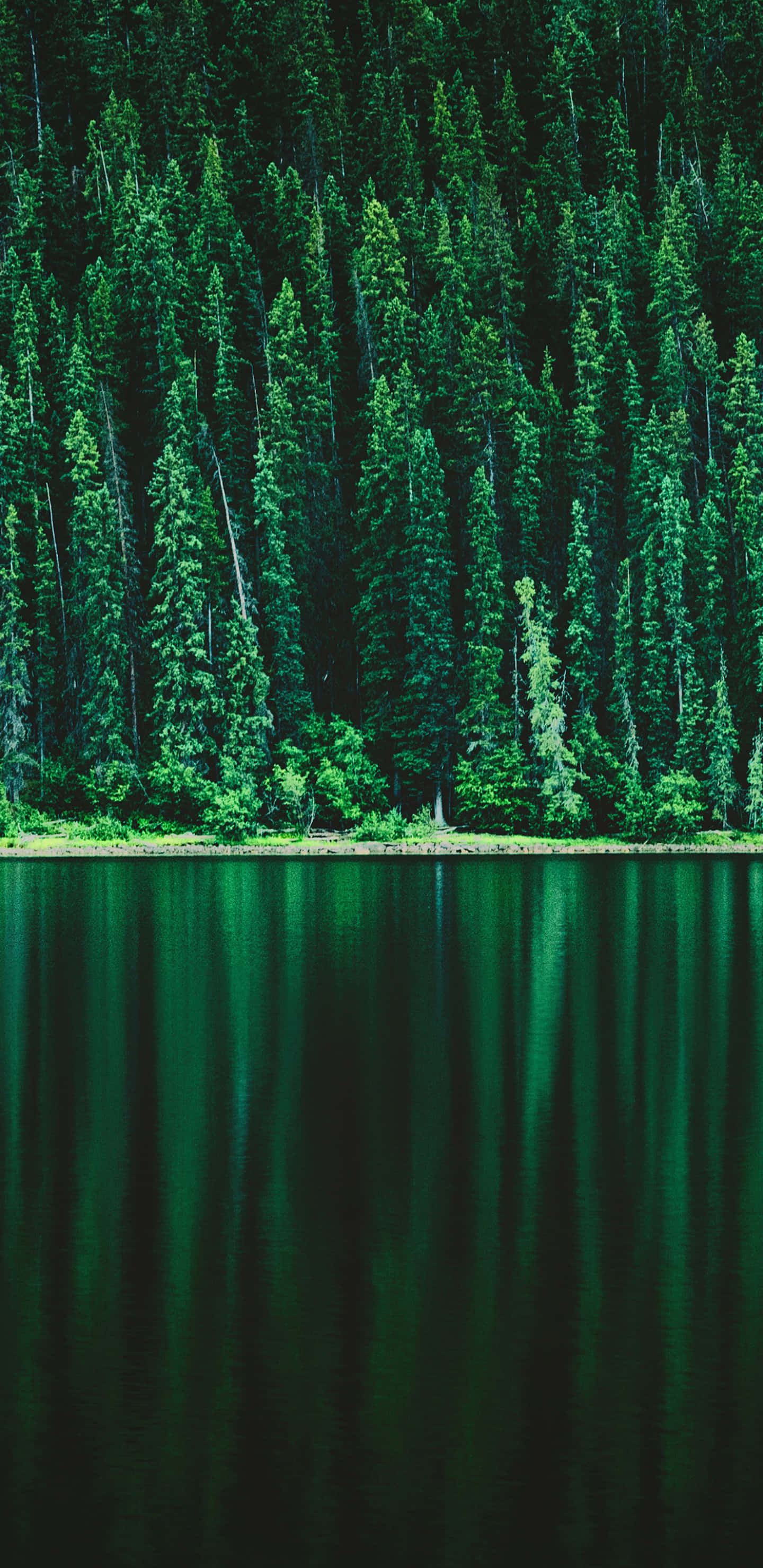 lake, trees, forest, 2K Phone Wallpaper