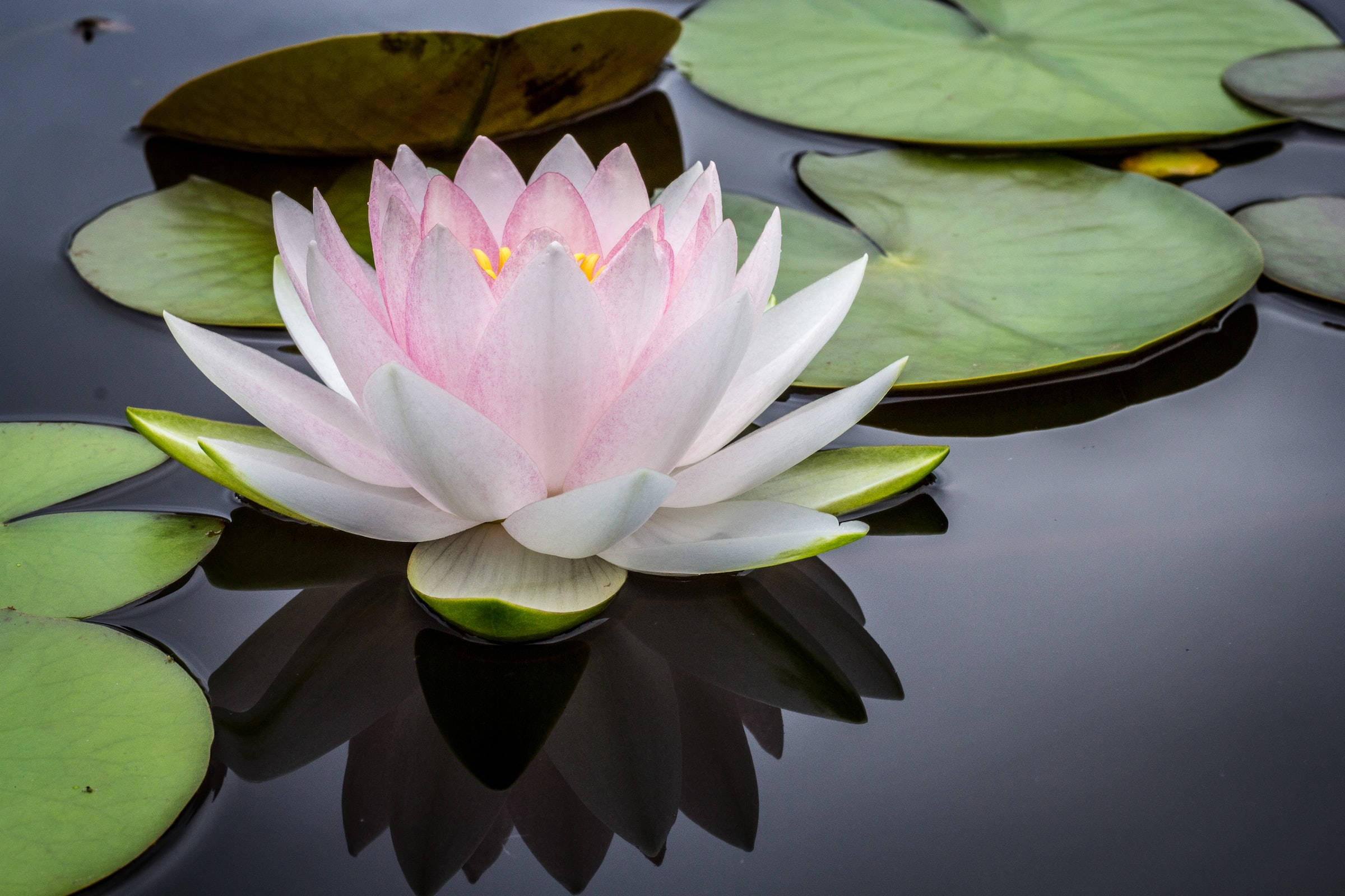 lotus flower, pink, white, Full HD Desktop Wallpaper