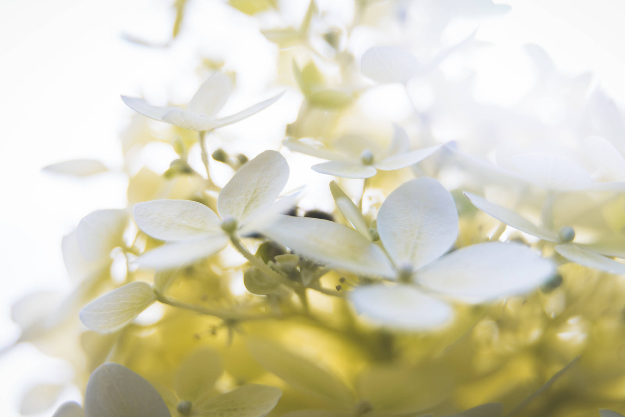 white hydrangea blossoms, gentle yellow backlighting, dreamy ethereal floral close-up, Full HD Desktop Wallpaper