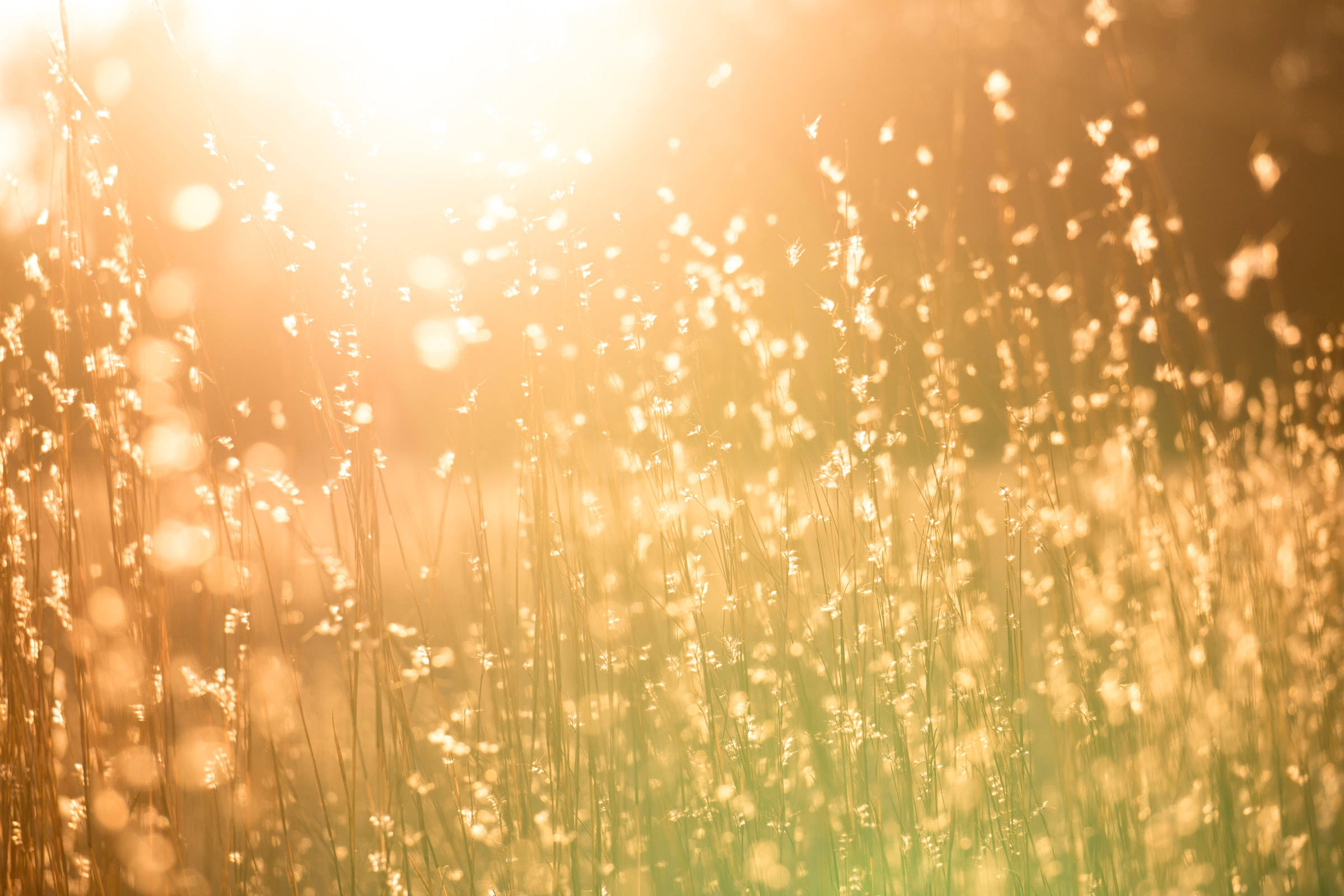 Golden sunlight, tall grasses, dreamy bokeh effect, Full HD Desktop Wallpaper