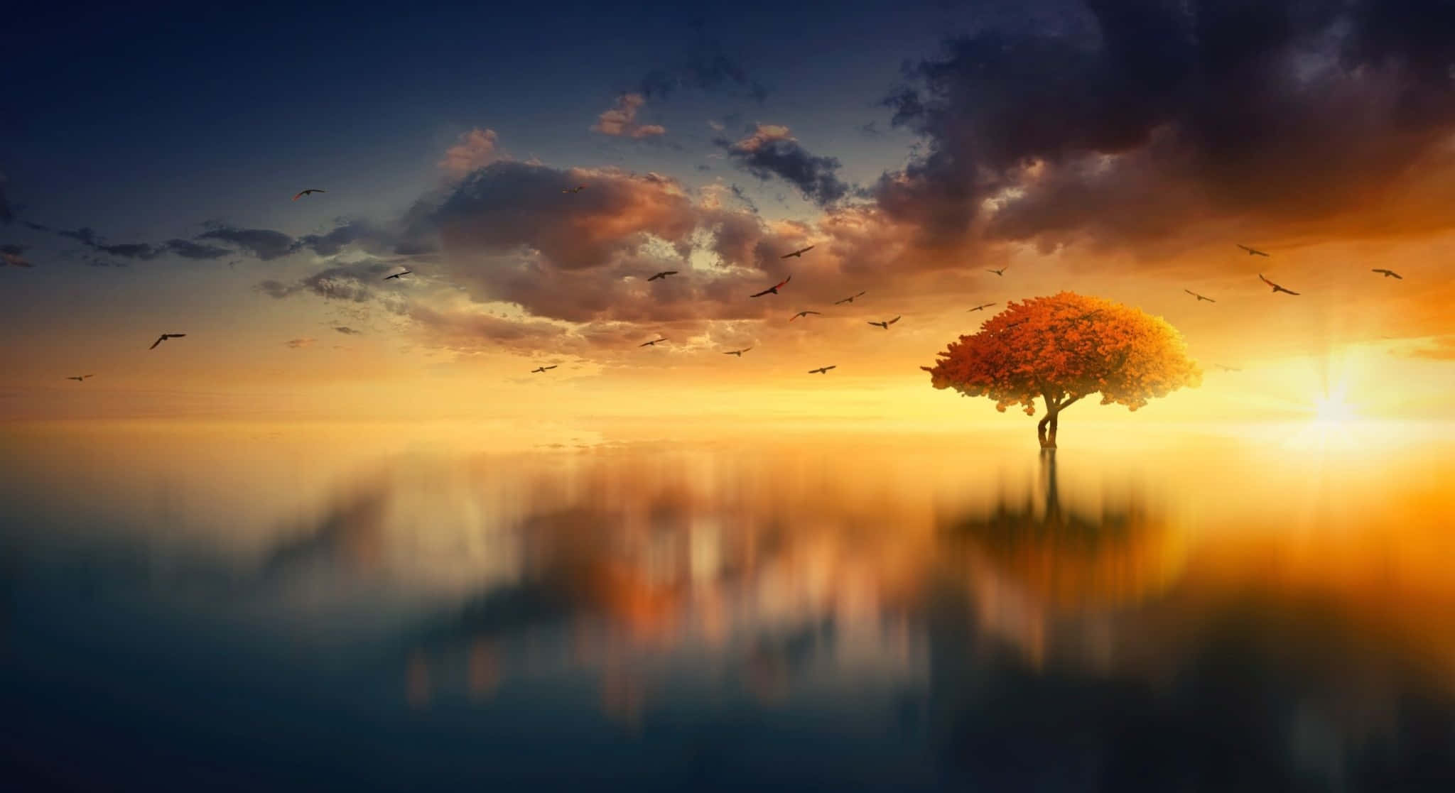 autumn tree, calm water, dramatic sunset sky, Full HD Desktop Wallpaper