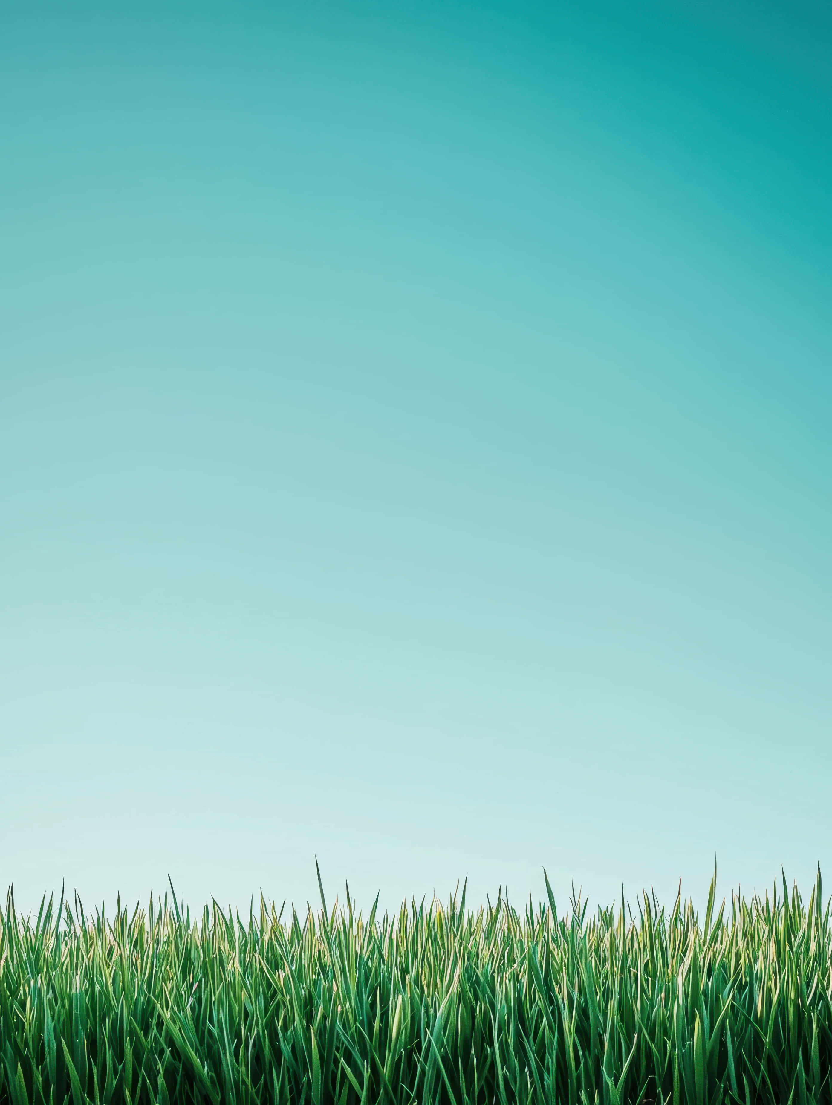 vibrant green grass blades, clear blue sky, serene gradient teal sky, 2K Phone Wallpaper