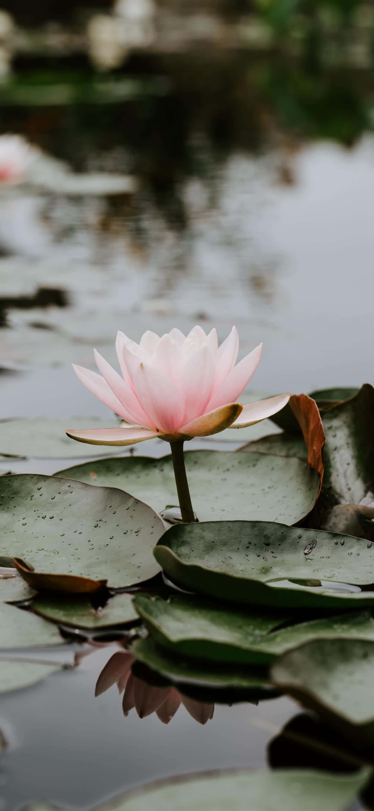 serene lotus bloom, pink water lily, pond, 2K Phone Wallpaper